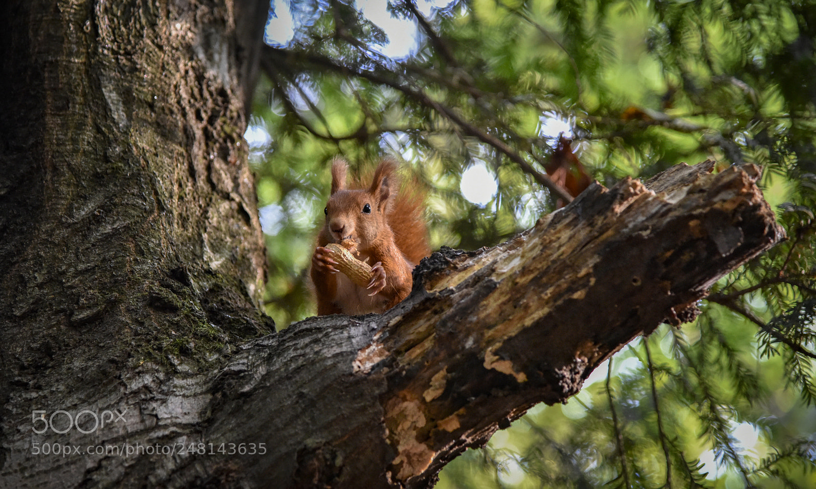 Nikon D810 sample photo. Untitled photography