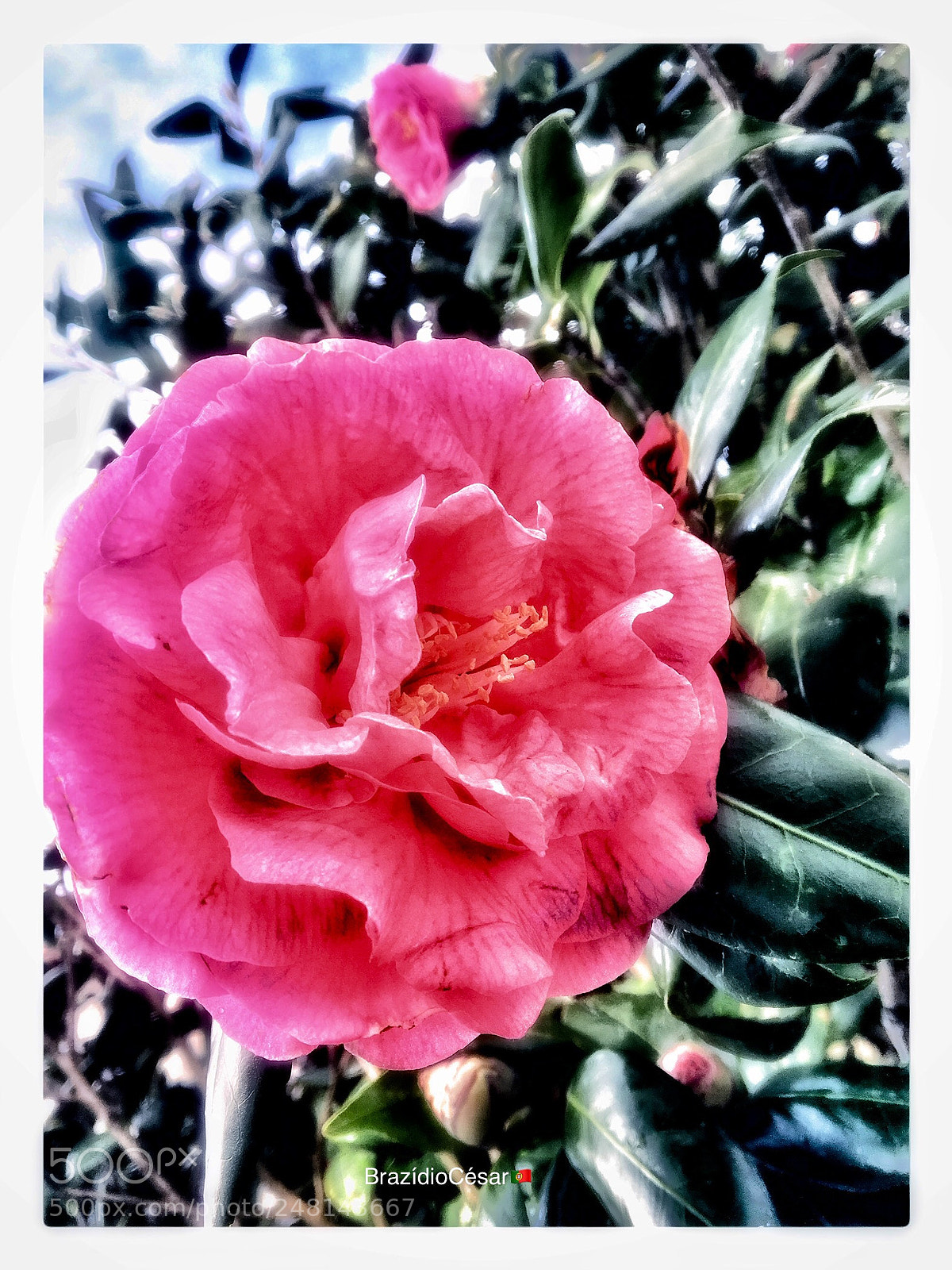 Apple iPhone 6s sample photo. Untitled photography