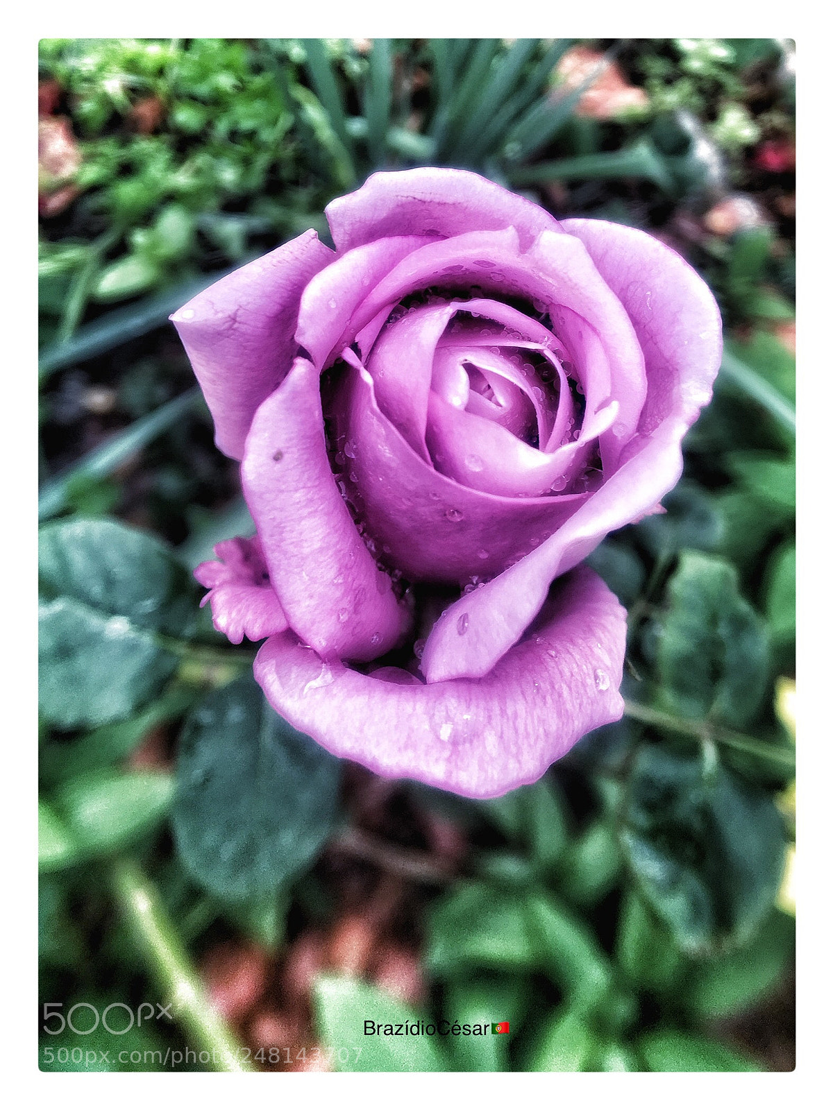Apple iPhone 6s sample photo. Untitled photography