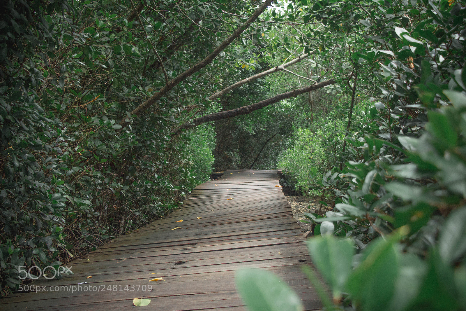 Canon EOS 650D (EOS Rebel T4i / EOS Kiss X6i) sample photo. Bali mangrove forest photography