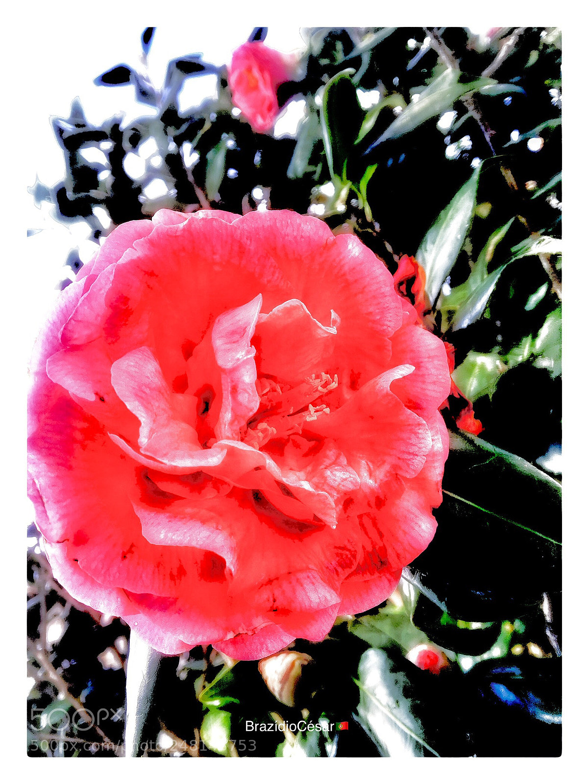 Apple iPhone 6s sample photo. Untitled photography