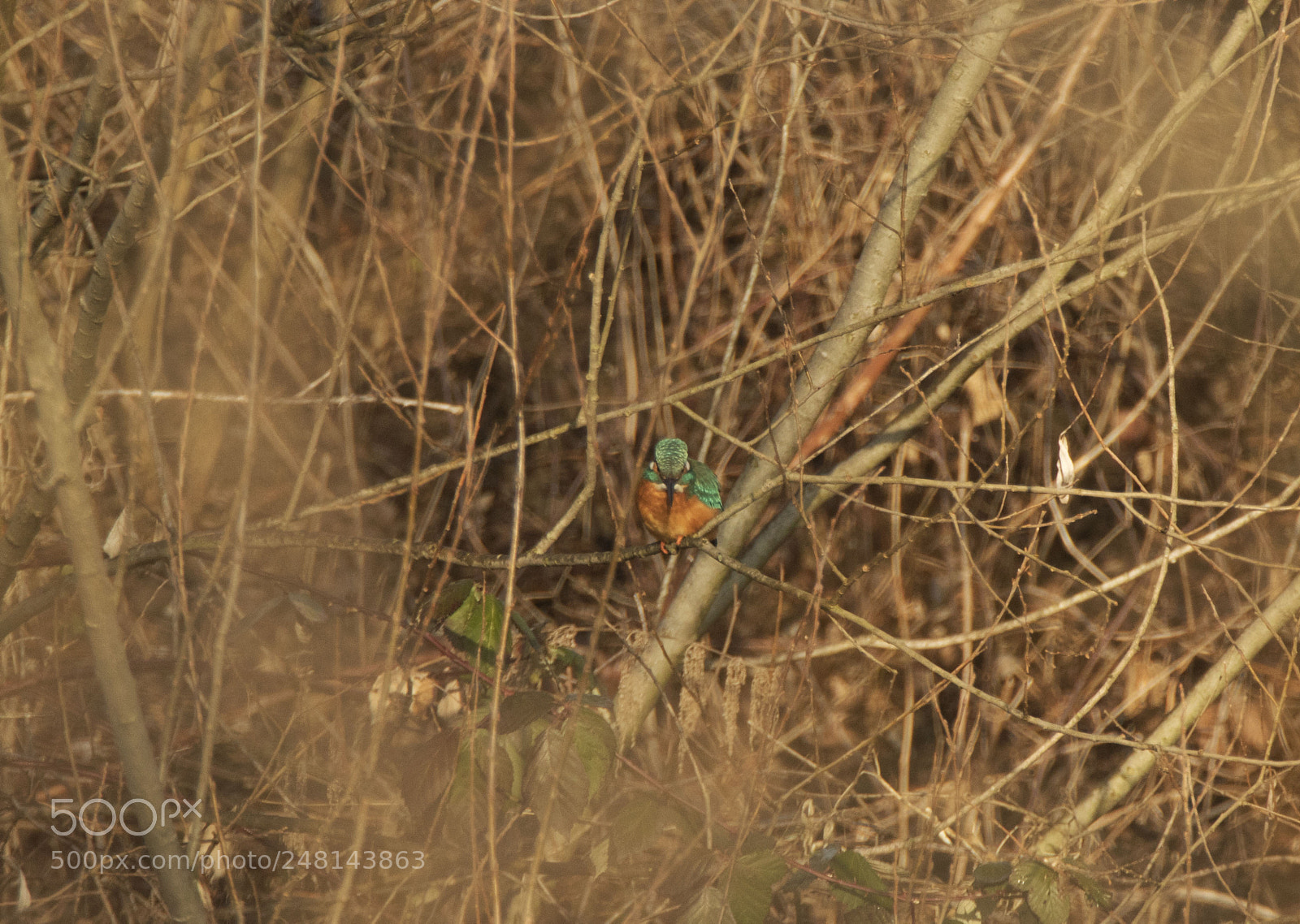 Canon EOS 7D Mark II sample photo. Eisvogel photography