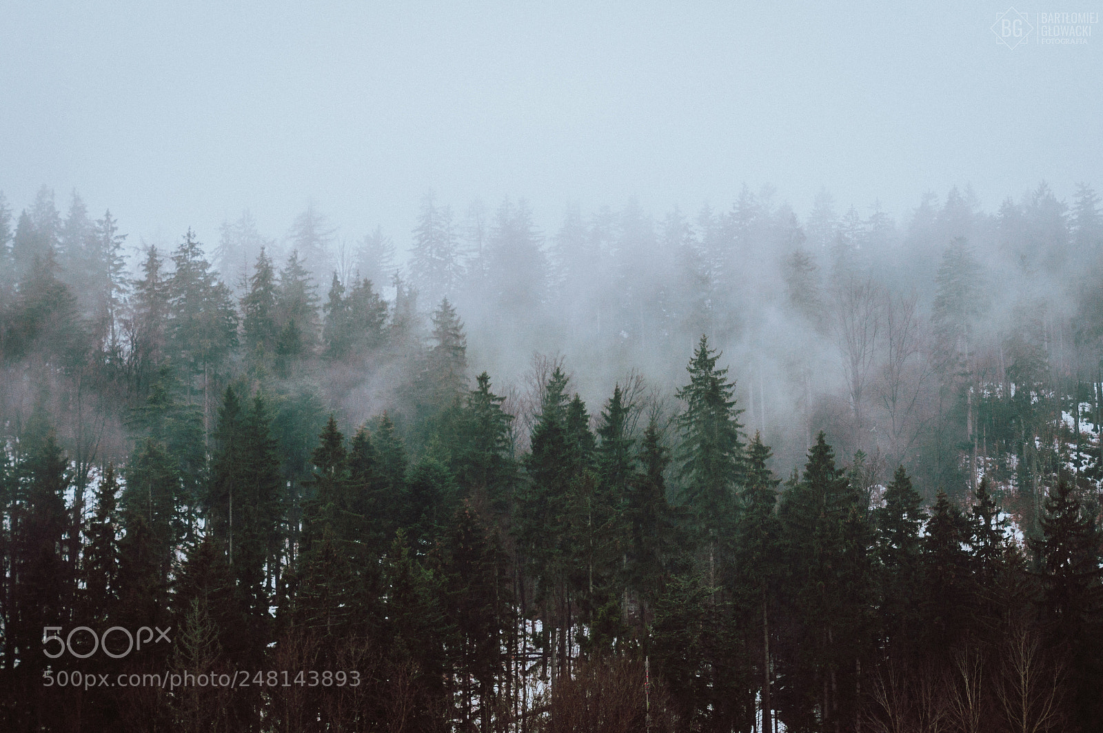 Nikon D5000 sample photo. Foggy forest photography