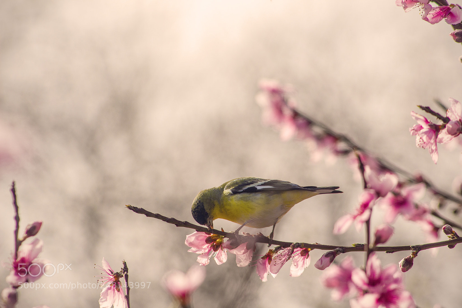 Canon EOS 600D (Rebel EOS T3i / EOS Kiss X5) sample photo. Golden spring photography