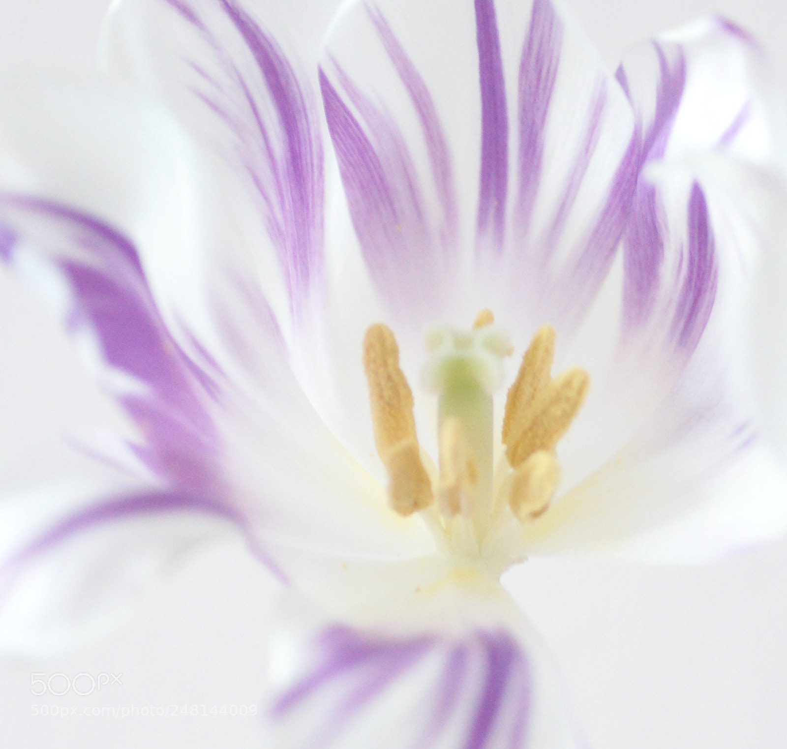Sony Alpha DSLR-A850 sample photo. Tulip study photography
