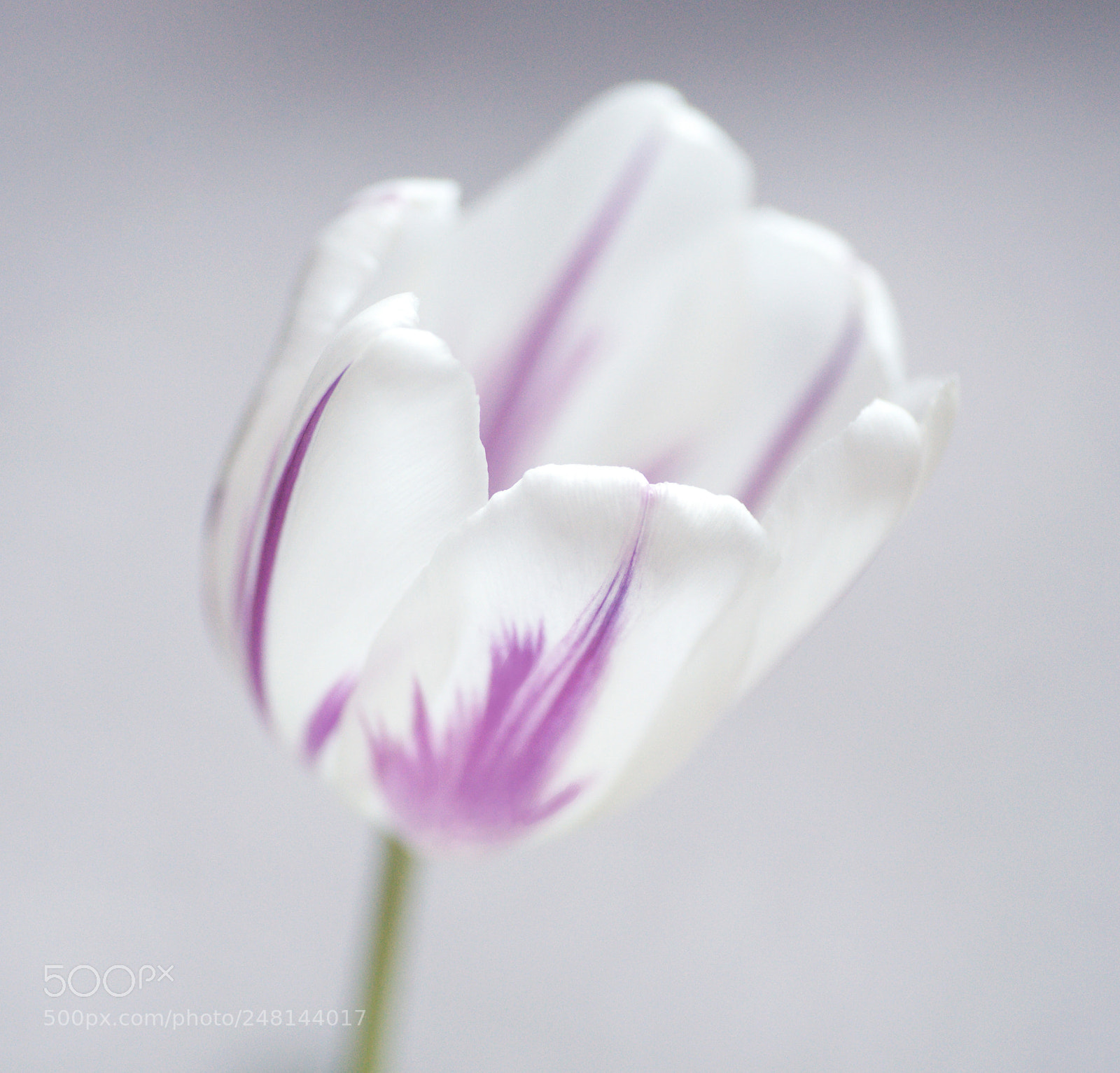Sony Alpha DSLR-A850 sample photo. Tulip photography
