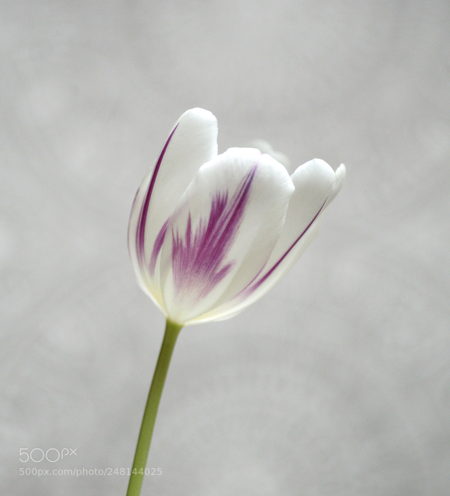 Sony Alpha DSLR-A850 sample photo. Tulip 1 photography