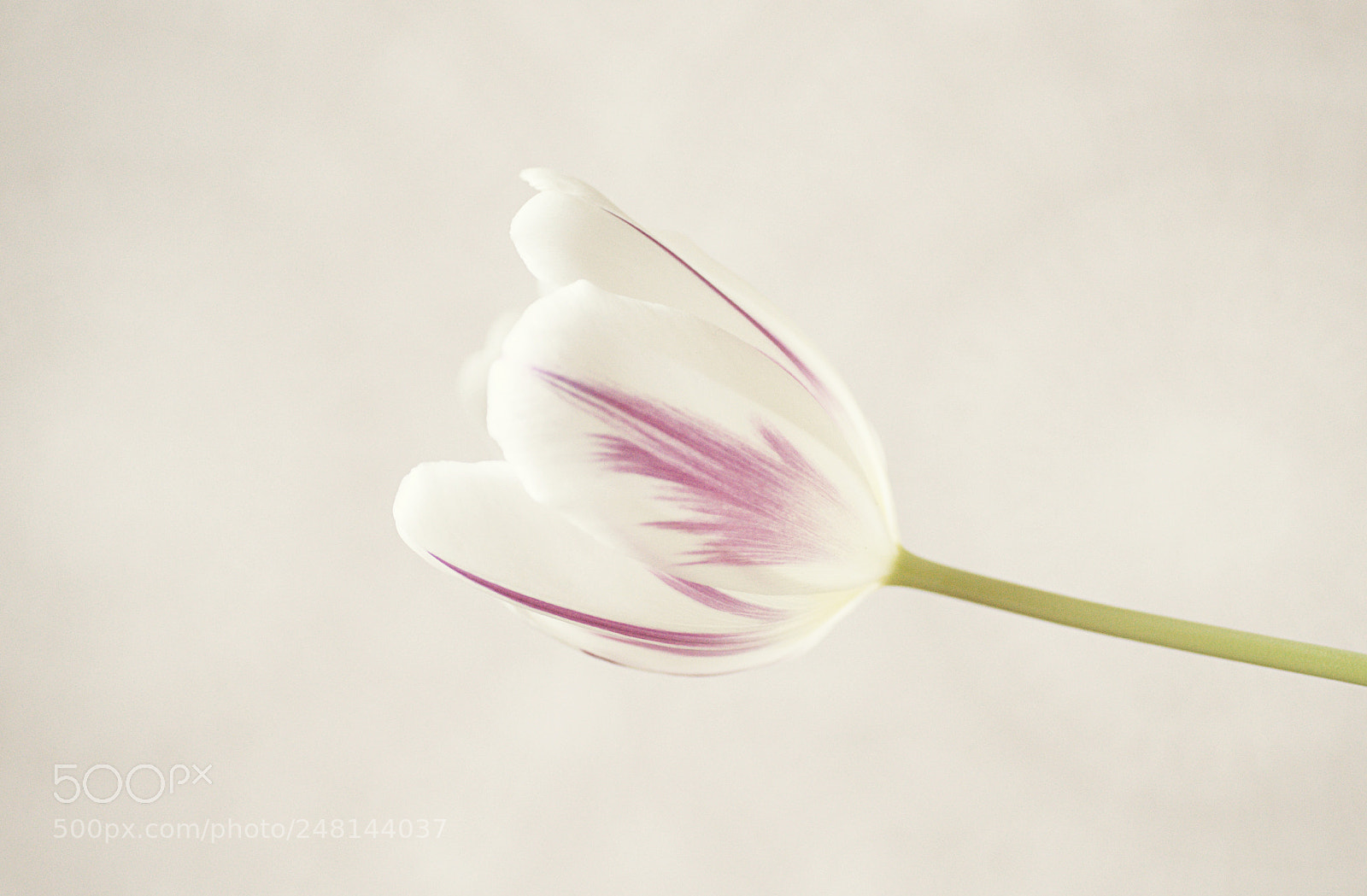 Sony Alpha DSLR-A850 sample photo. Tulip 2 photography