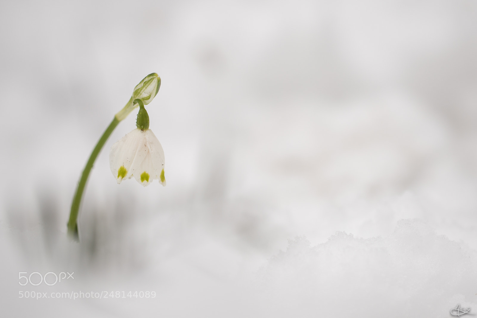 Canon EOS 6D Mark II sample photo. Surviving the snow photography