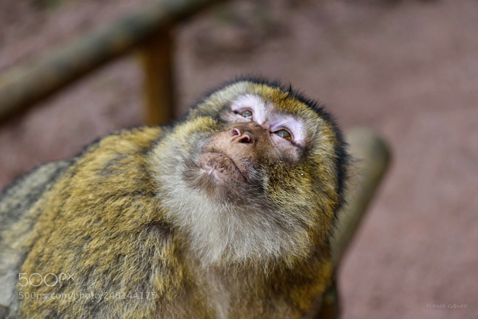 Nikon D800E sample photo. Mo  dieu... sauvez nous photography