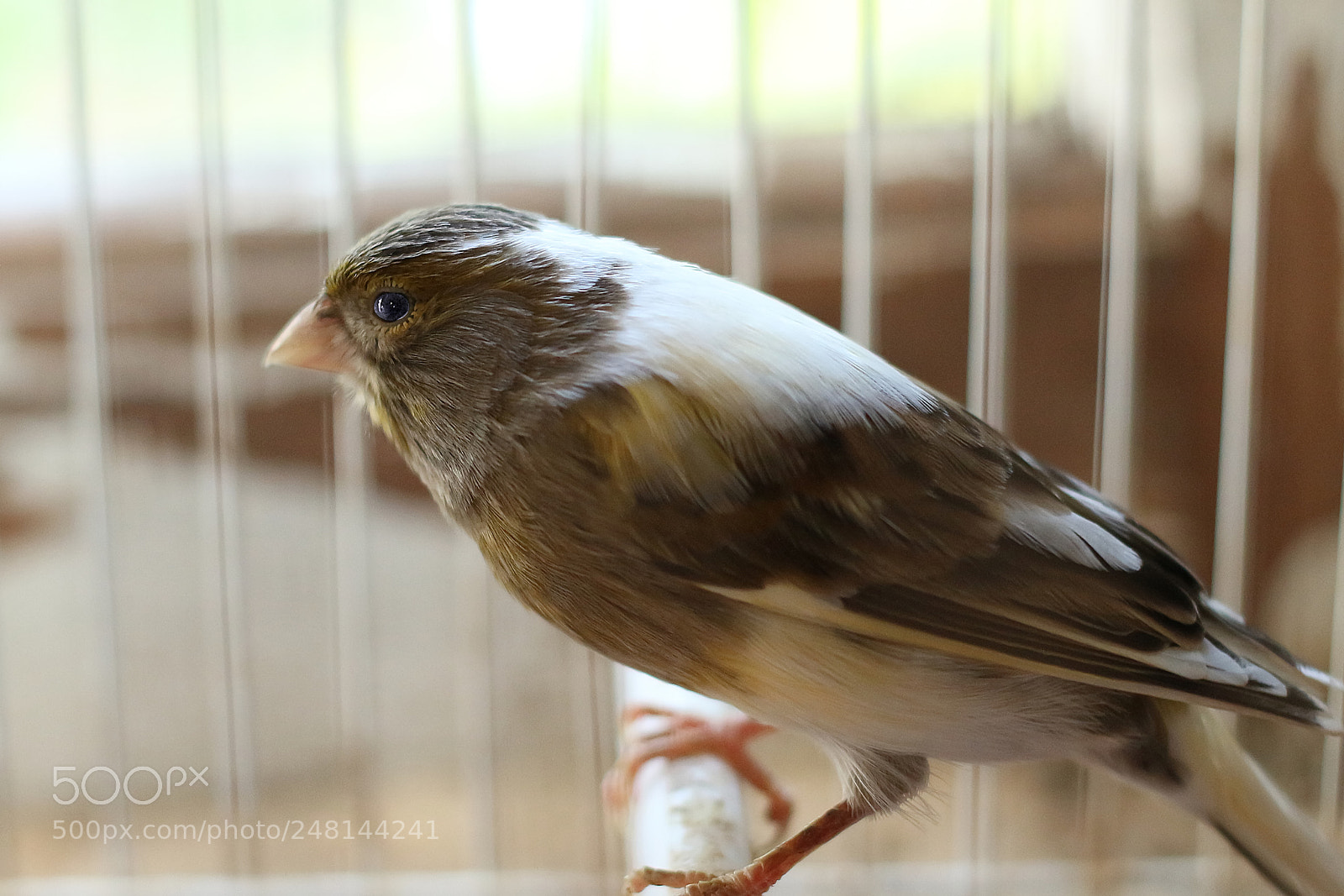 Canon EOS 100D (EOS Rebel SL1 / EOS Kiss X7) sample photo. Canary photography