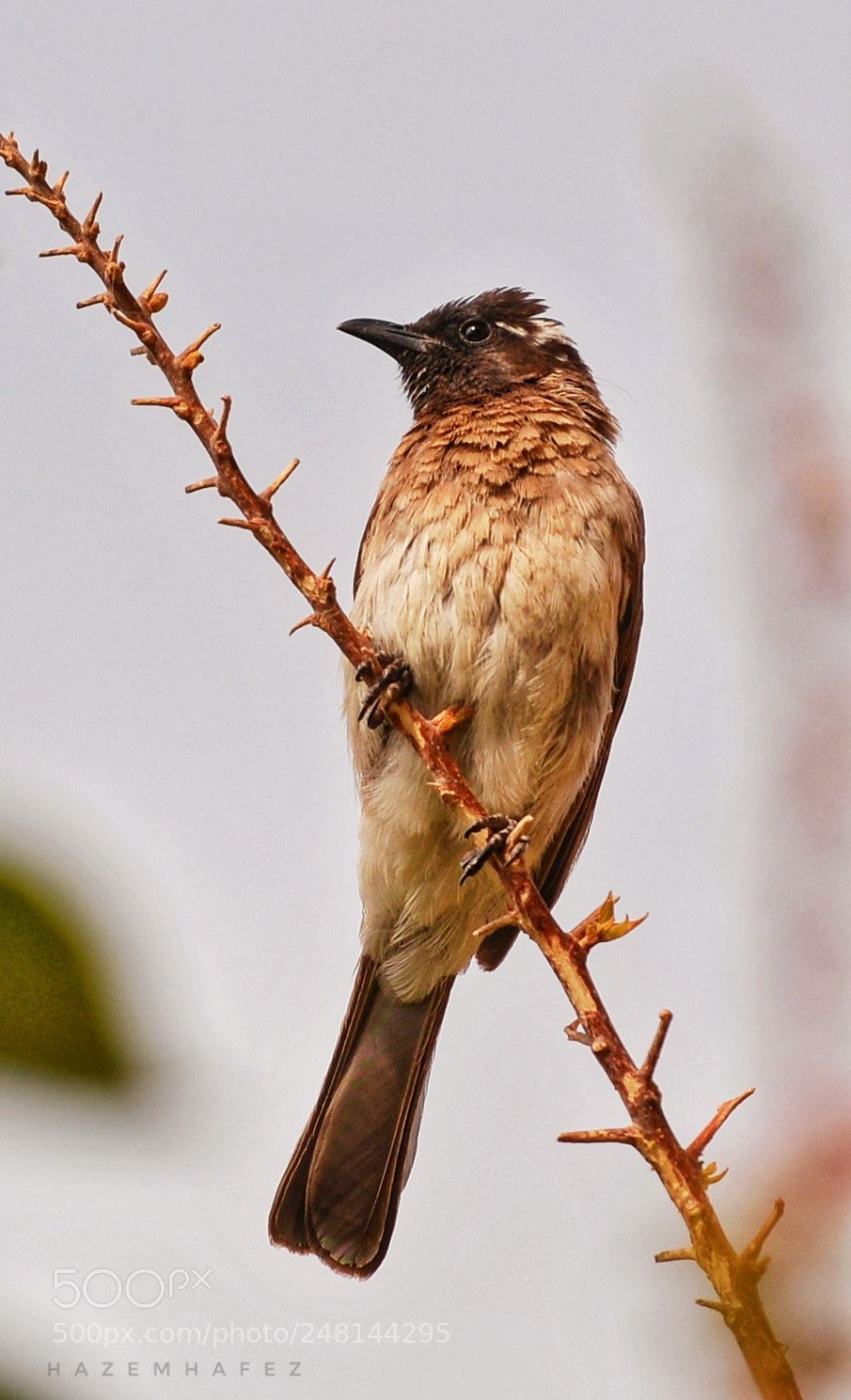 Nikon D610 sample photo. My new guest .. photography