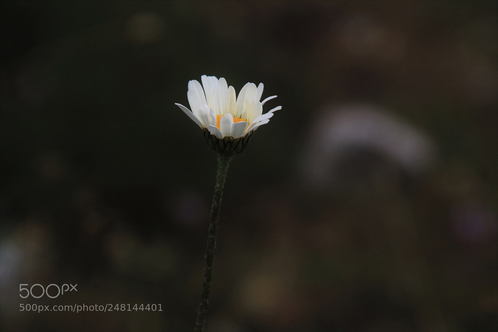 Canon EOS 1100D (EOS Rebel T3 / EOS Kiss X50) sample photo. Waiting for a friend photography