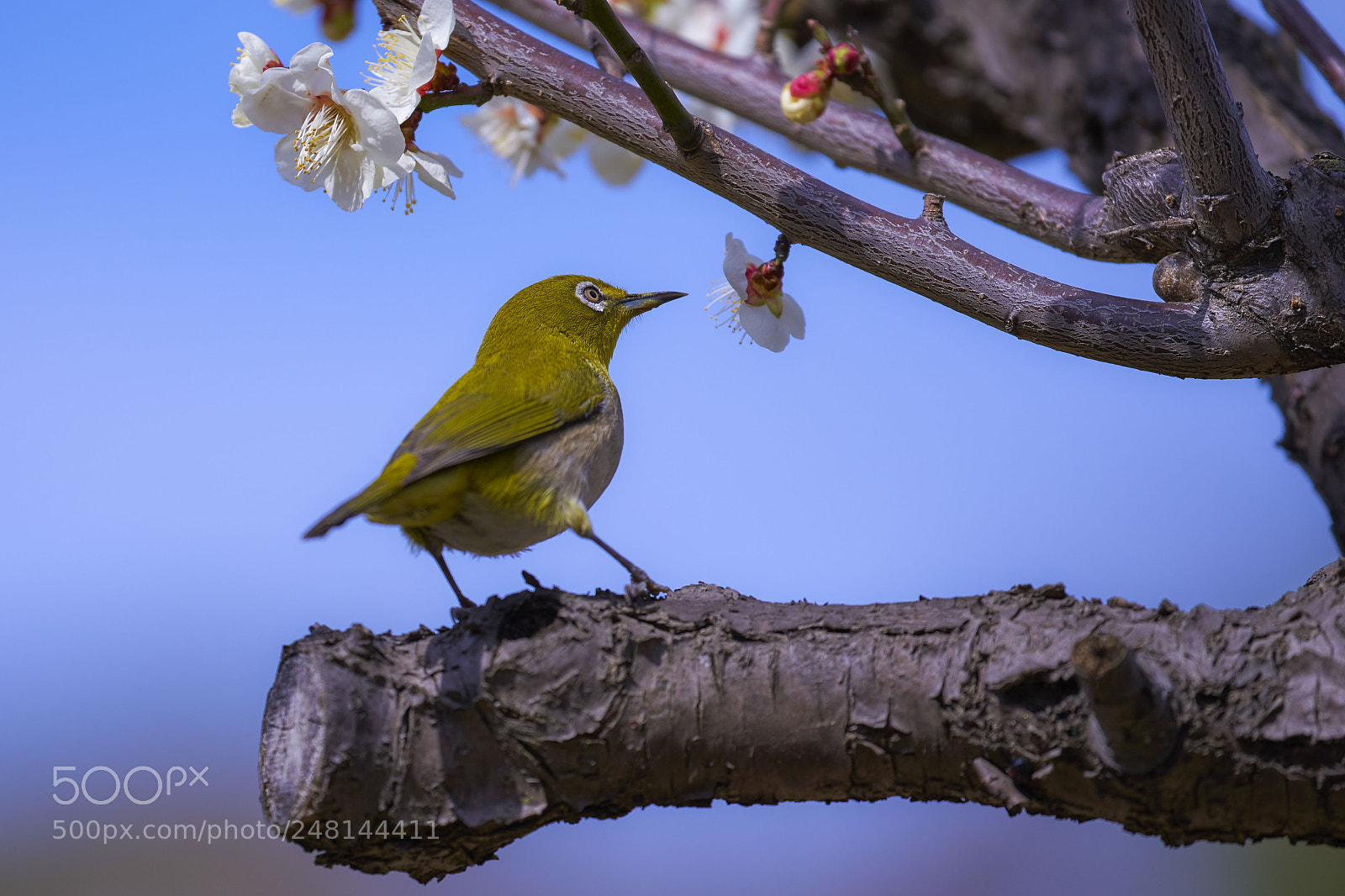 Sony a7R III sample photo. A small guest photography