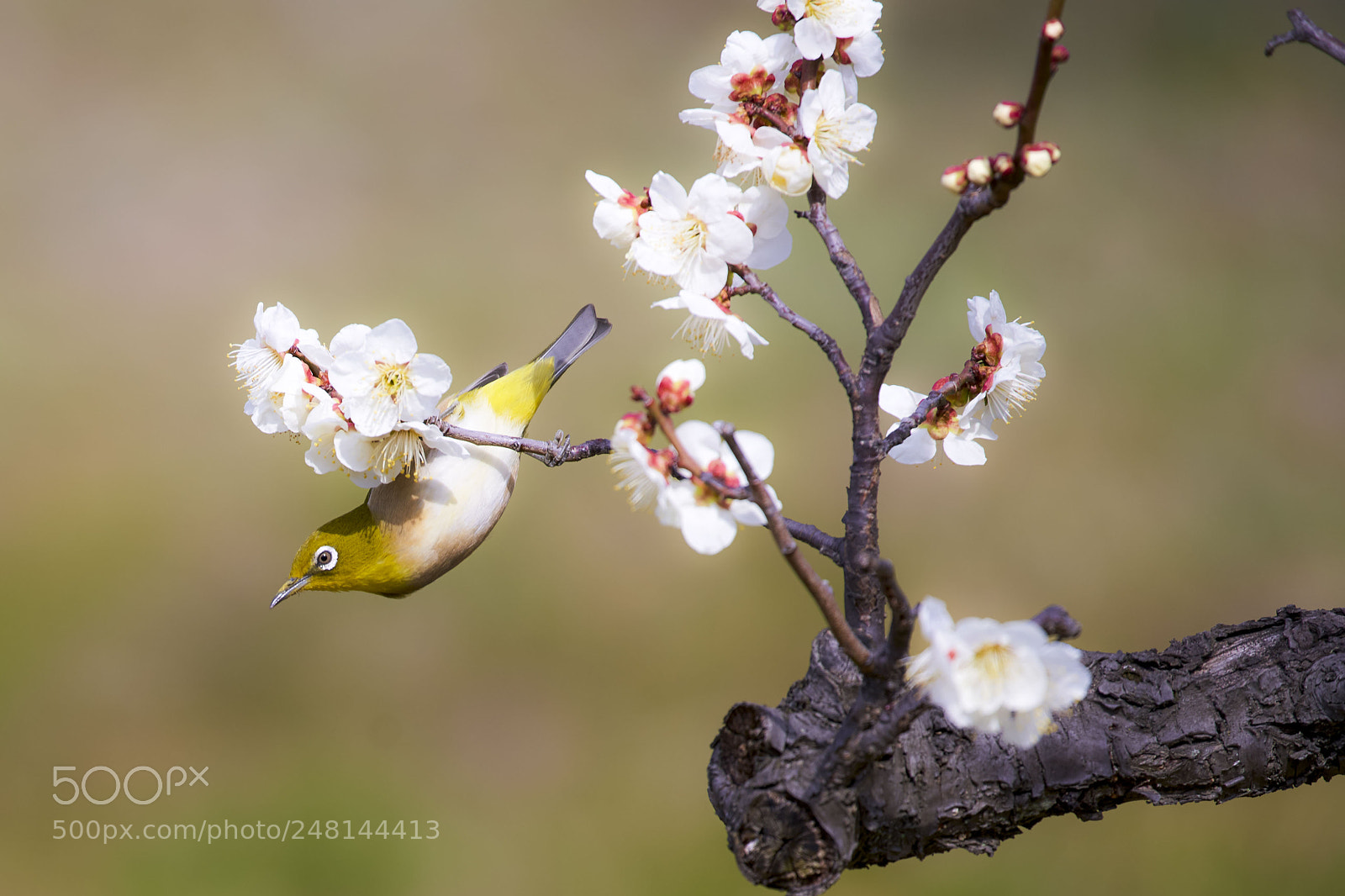 Sony a7R III sample photo. Sign of spring photography