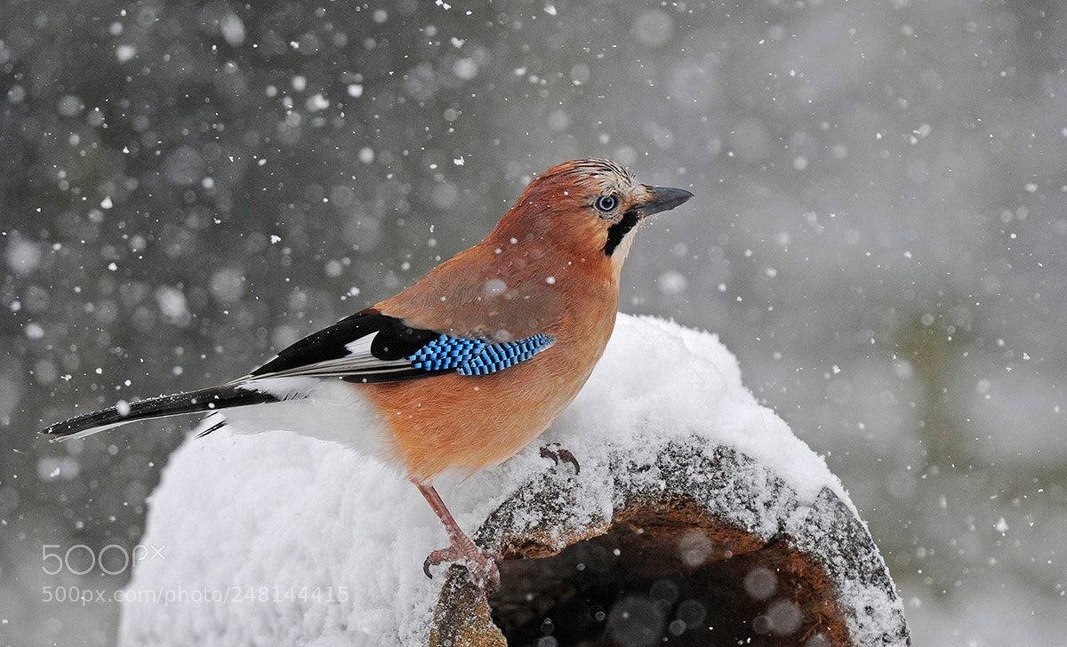 Nikon D700 sample photo. Jay looking for food photography
