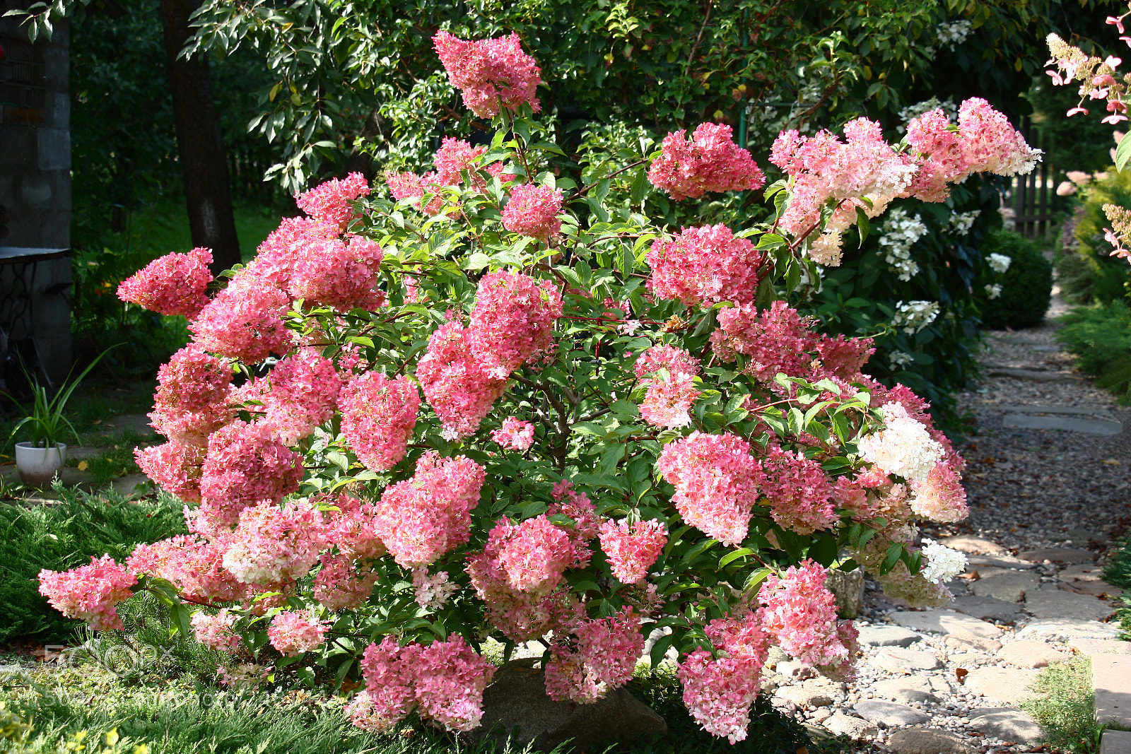 Canon EOS 450D (EOS Rebel XSi / EOS Kiss X2) sample photo. Hydrangea bush. photography