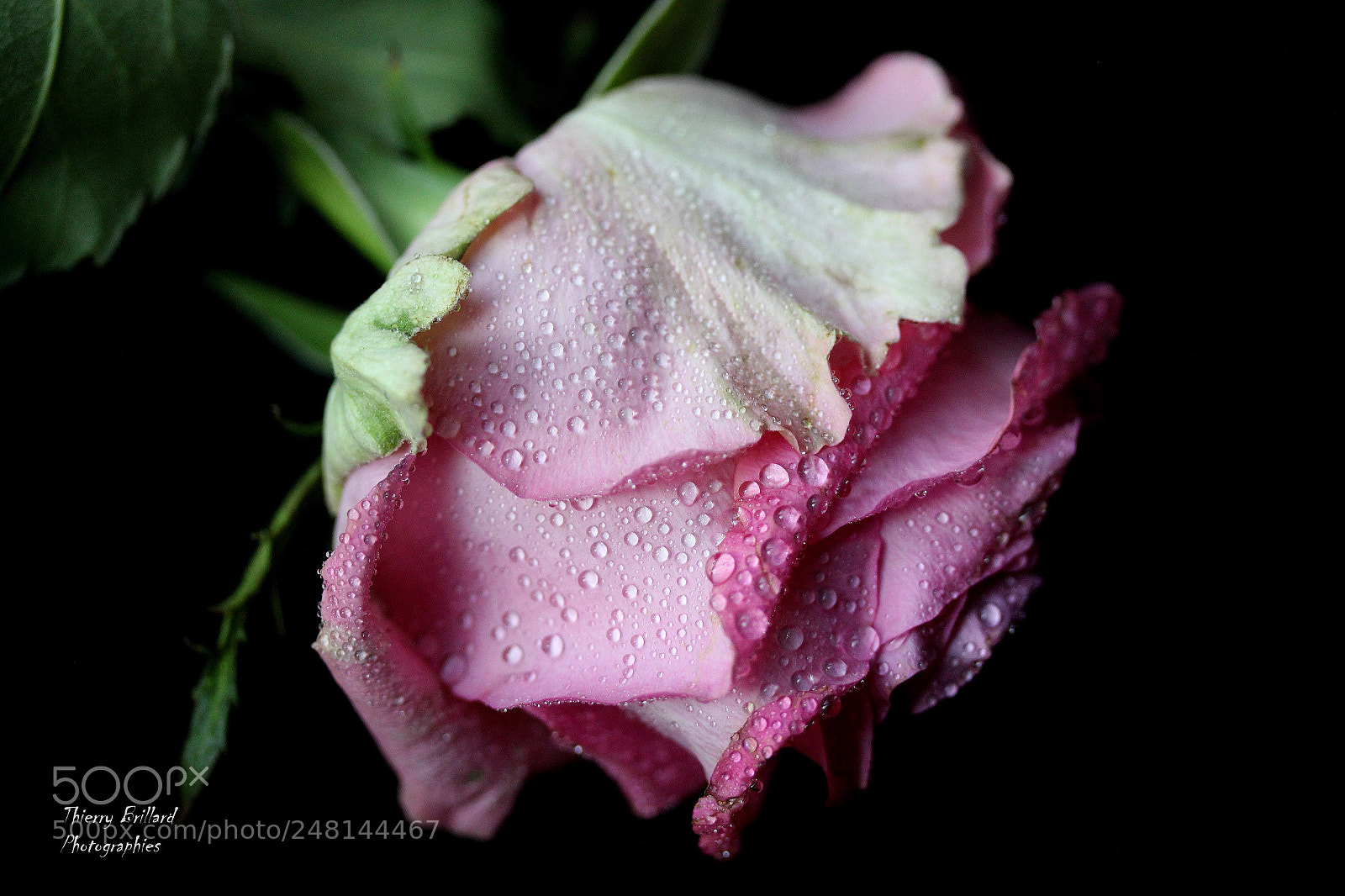 Canon EOS 600D (Rebel EOS T3i / EOS Kiss X5) sample photo. Rose in the morning photography