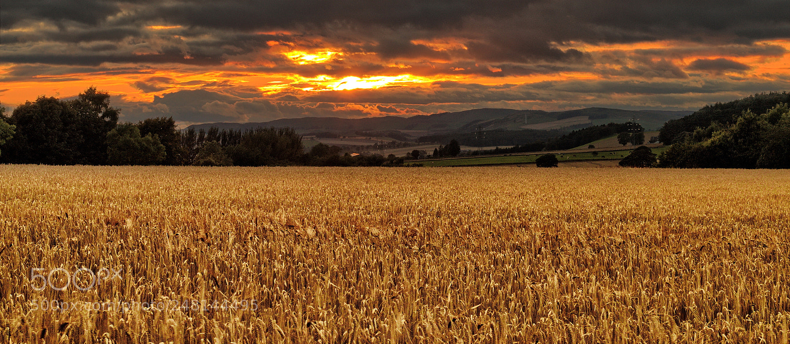Canon EOS 70D + Canon EF 50mm F1.8 STM sample photo. Before harvest photography