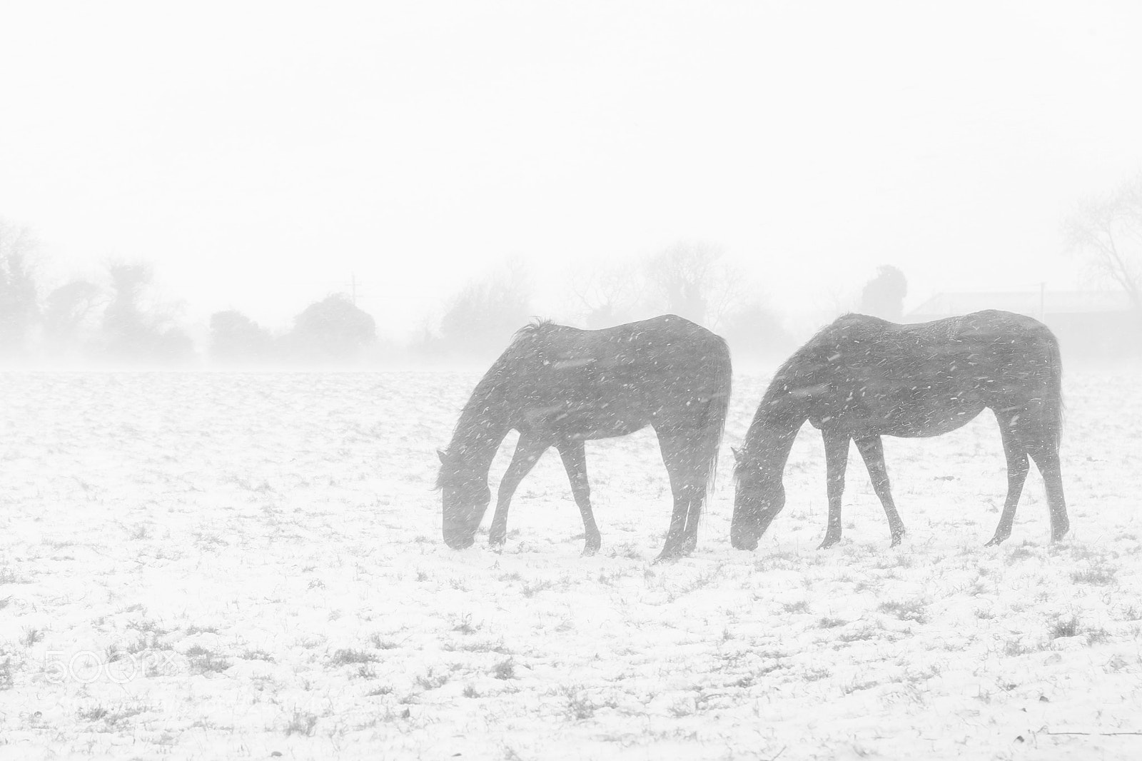 Nikon D3 sample photo. Horses and the beast photography