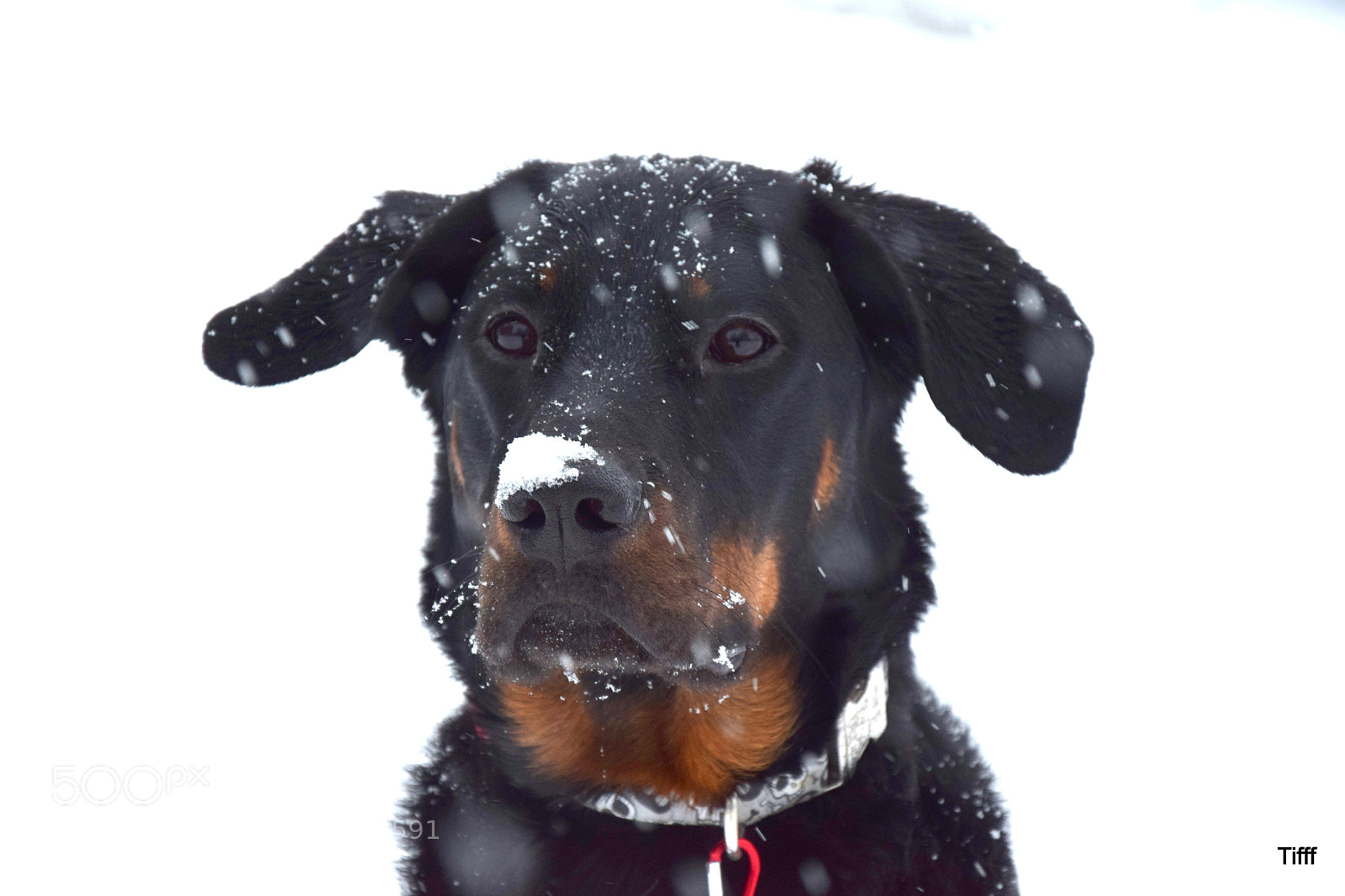 Nikon D5300 sample photo. French shepherd beauceron berger photography
