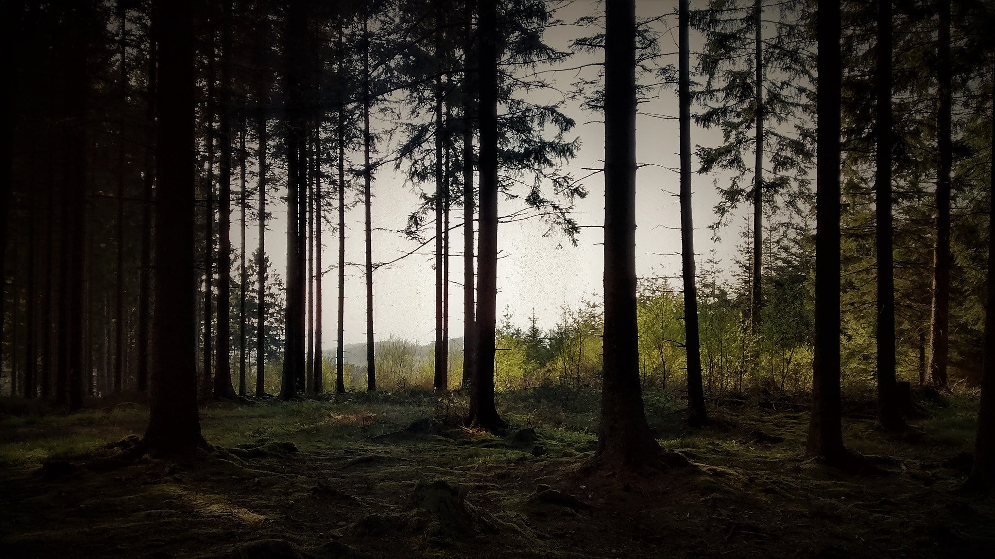 Motorola XT1032 sample photo. Forest - daylight photography