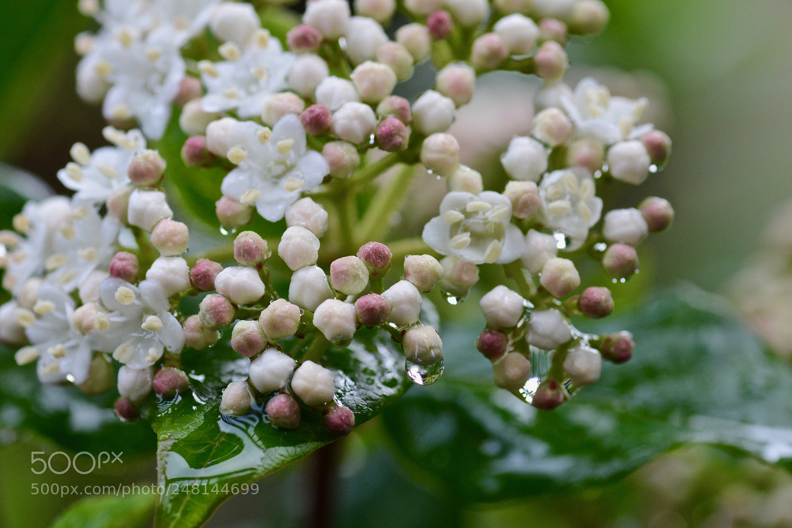 Nikon D7100 sample photo. Spring is coming photography