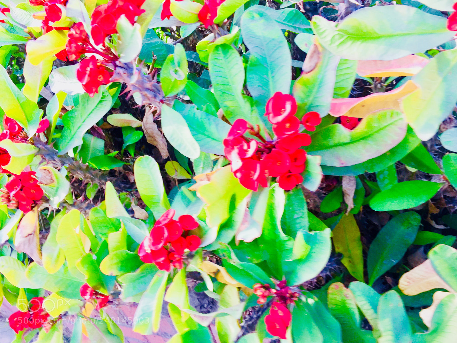 Apple iPhone 6 sample photo. Beautiful red flowers on photography