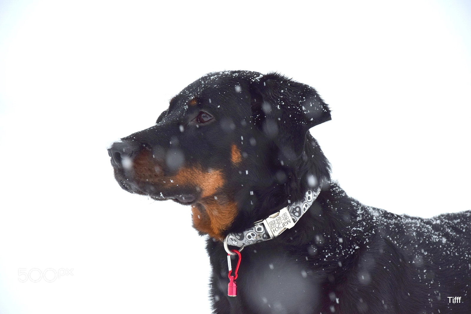 Nikon D5300 sample photo. French shepherd beauceron berger photography