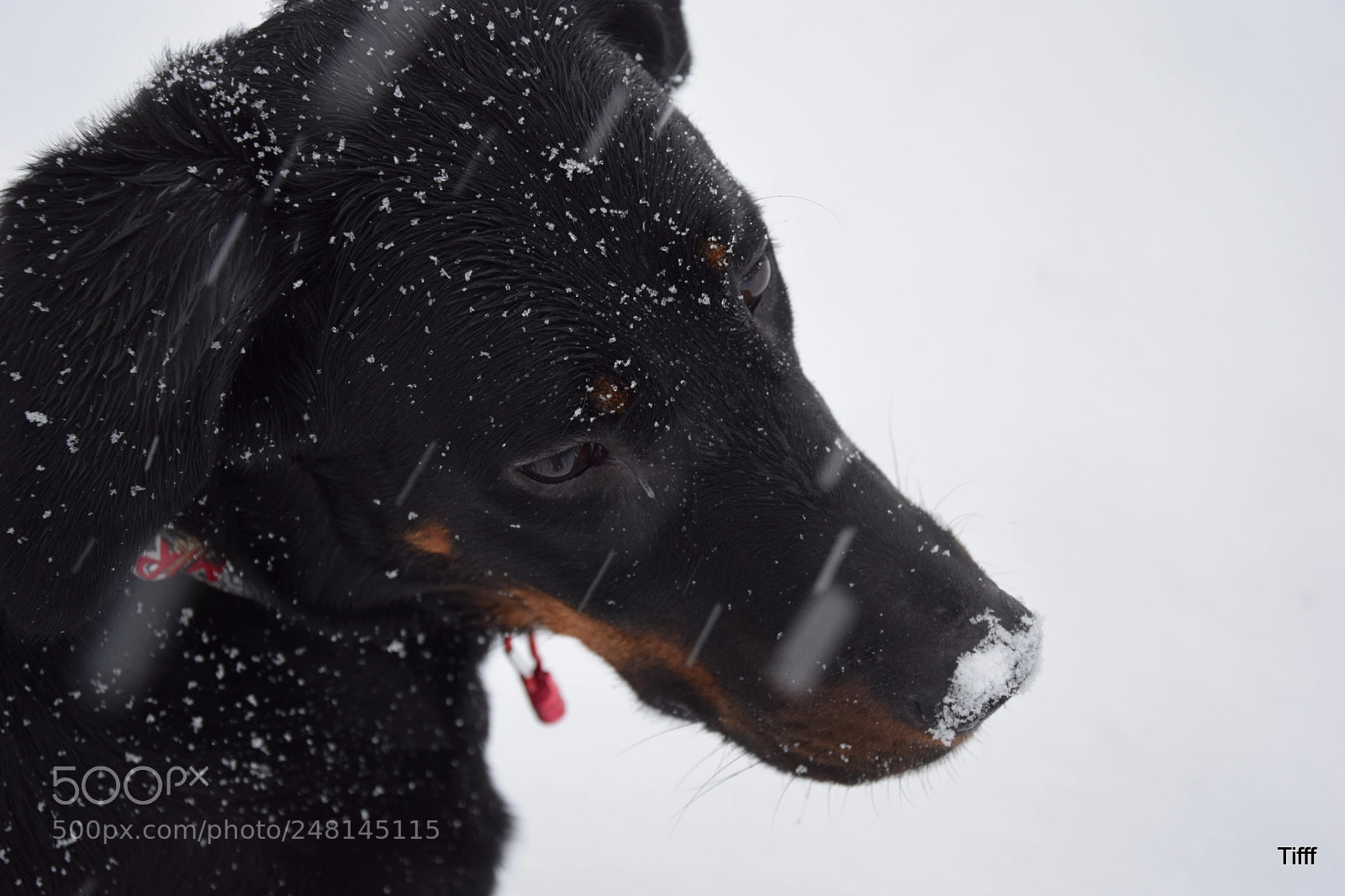 Nikon D5300 sample photo. French shepherd beauceron berger photography