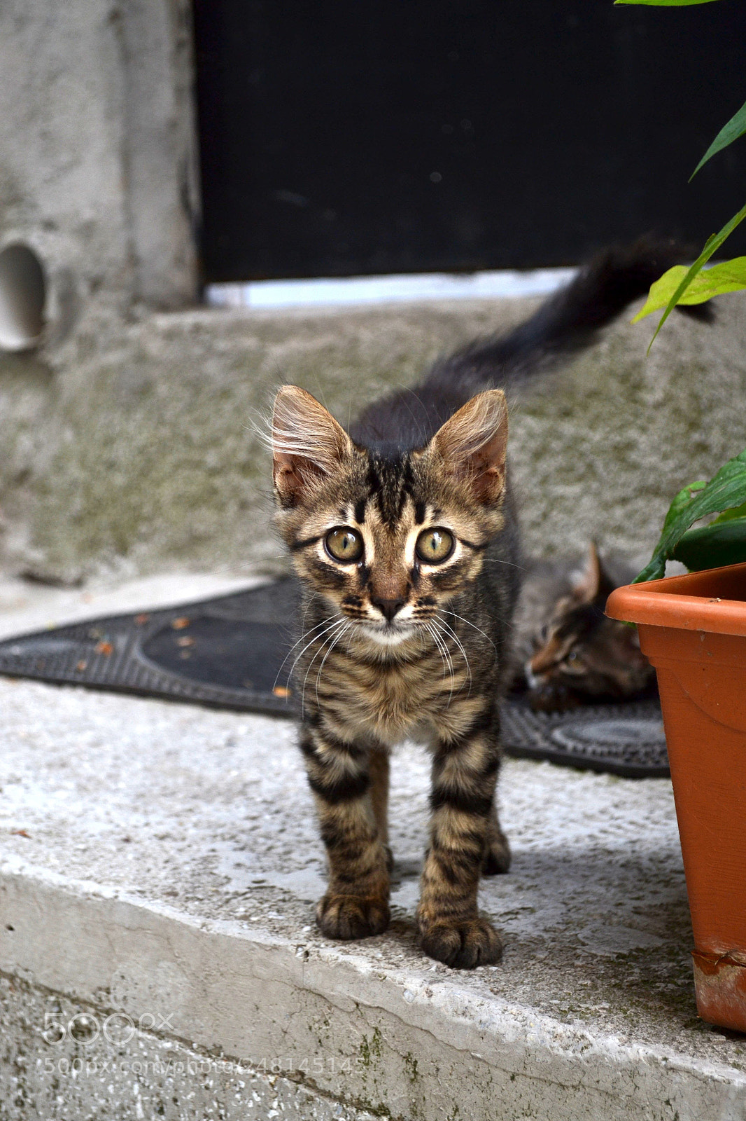 Nikon D3100 sample photo. Untitled photography