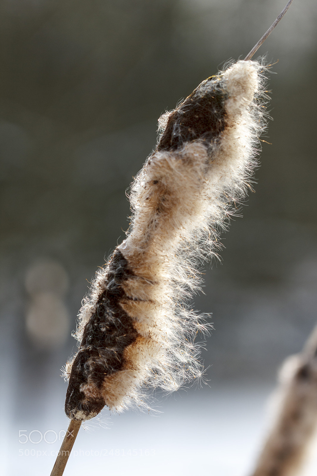 Canon EOS 550D (EOS Rebel T2i / EOS Kiss X4) sample photo. Typha photography