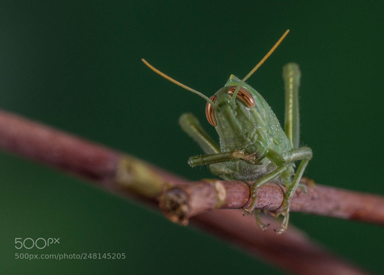 Canon EOS 7D sample photo. Macro photography