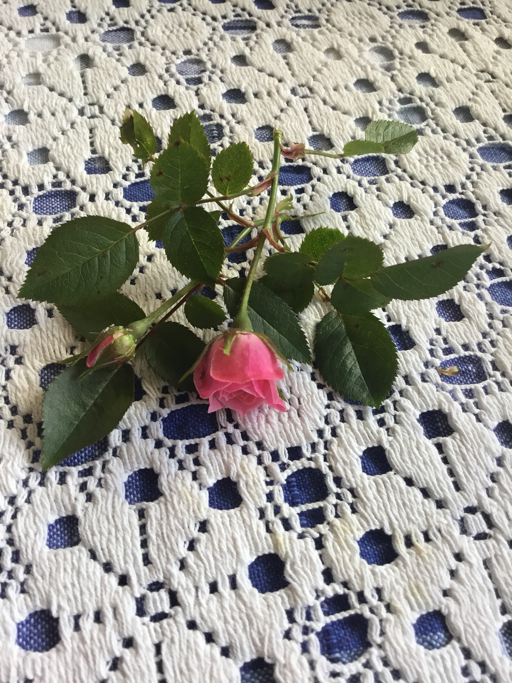 Apple iPad (5th generation) sample photo. Dainty miniature roses photography