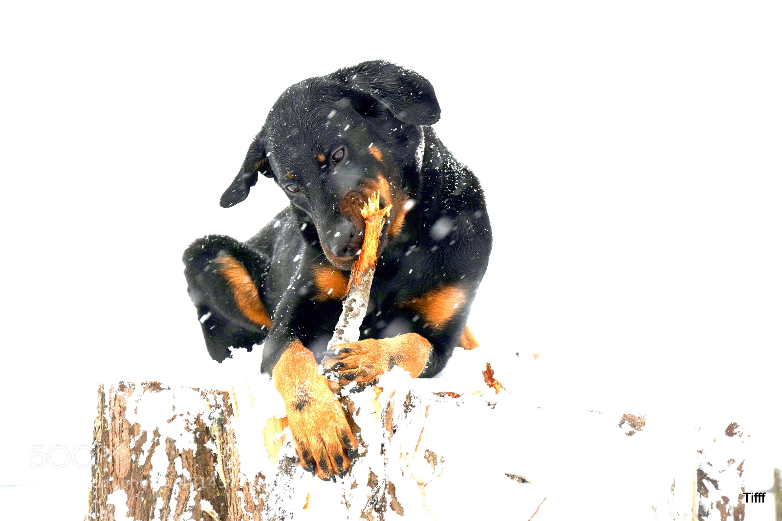 Nikon D5300 sample photo. French shepherd beauceron berger photography