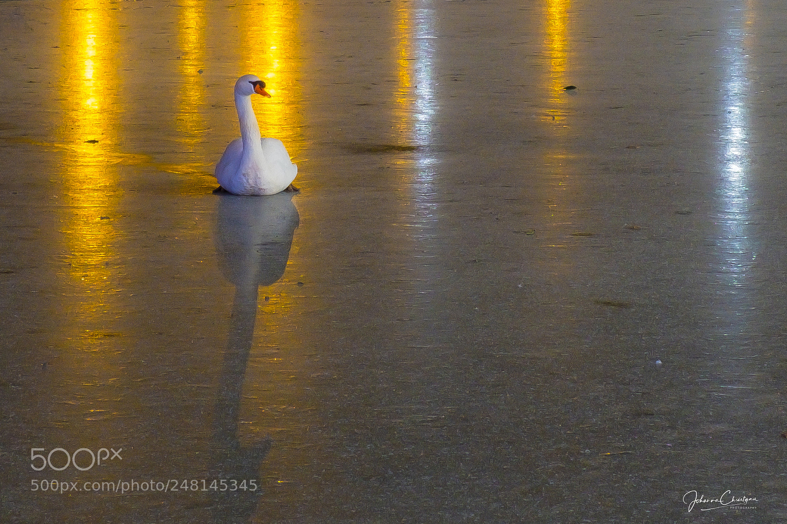 Fujifilm X-T20 sample photo. Schwan / swan photography