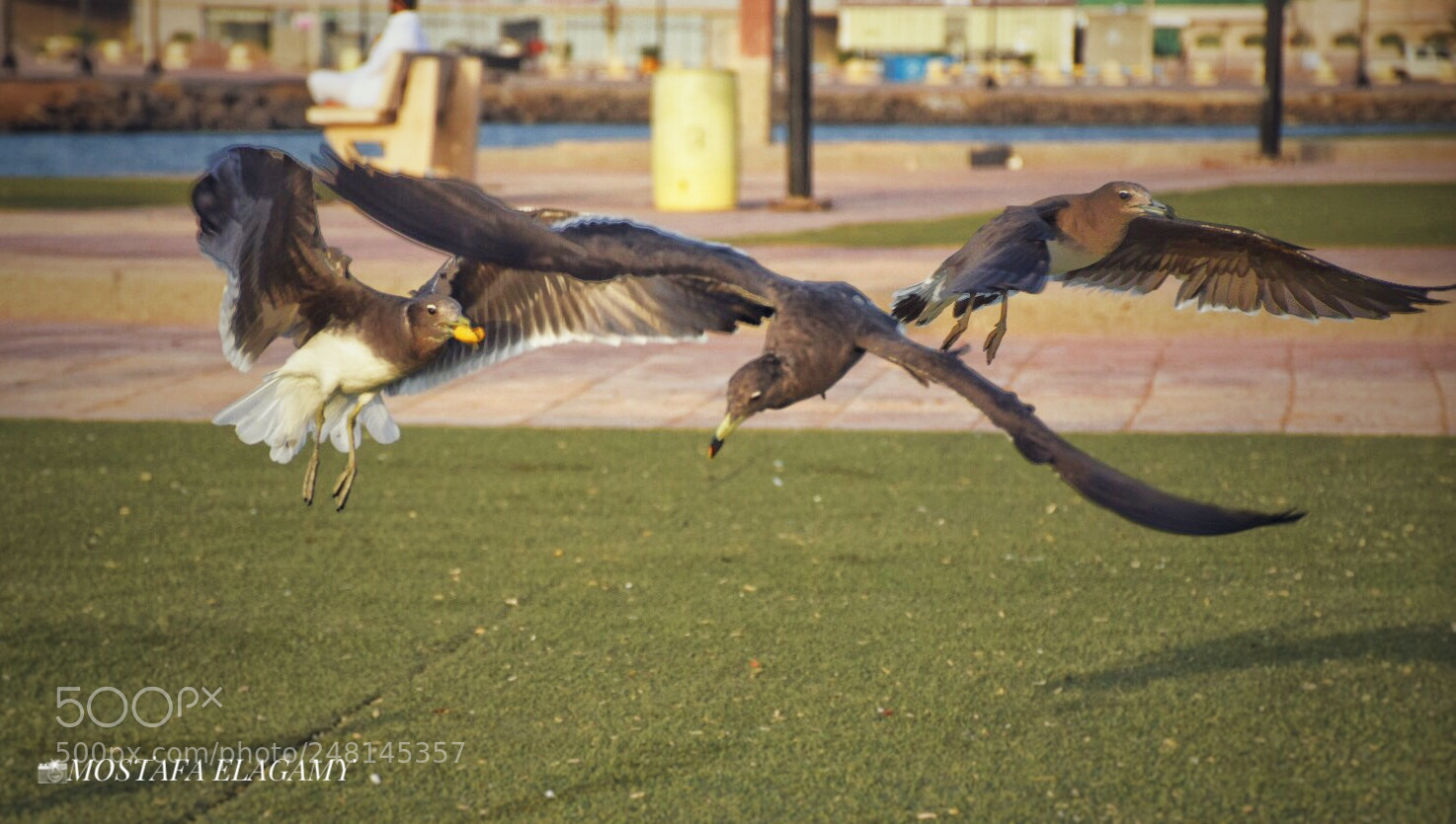 Nikon D5300 sample photo. Flying to gather photography