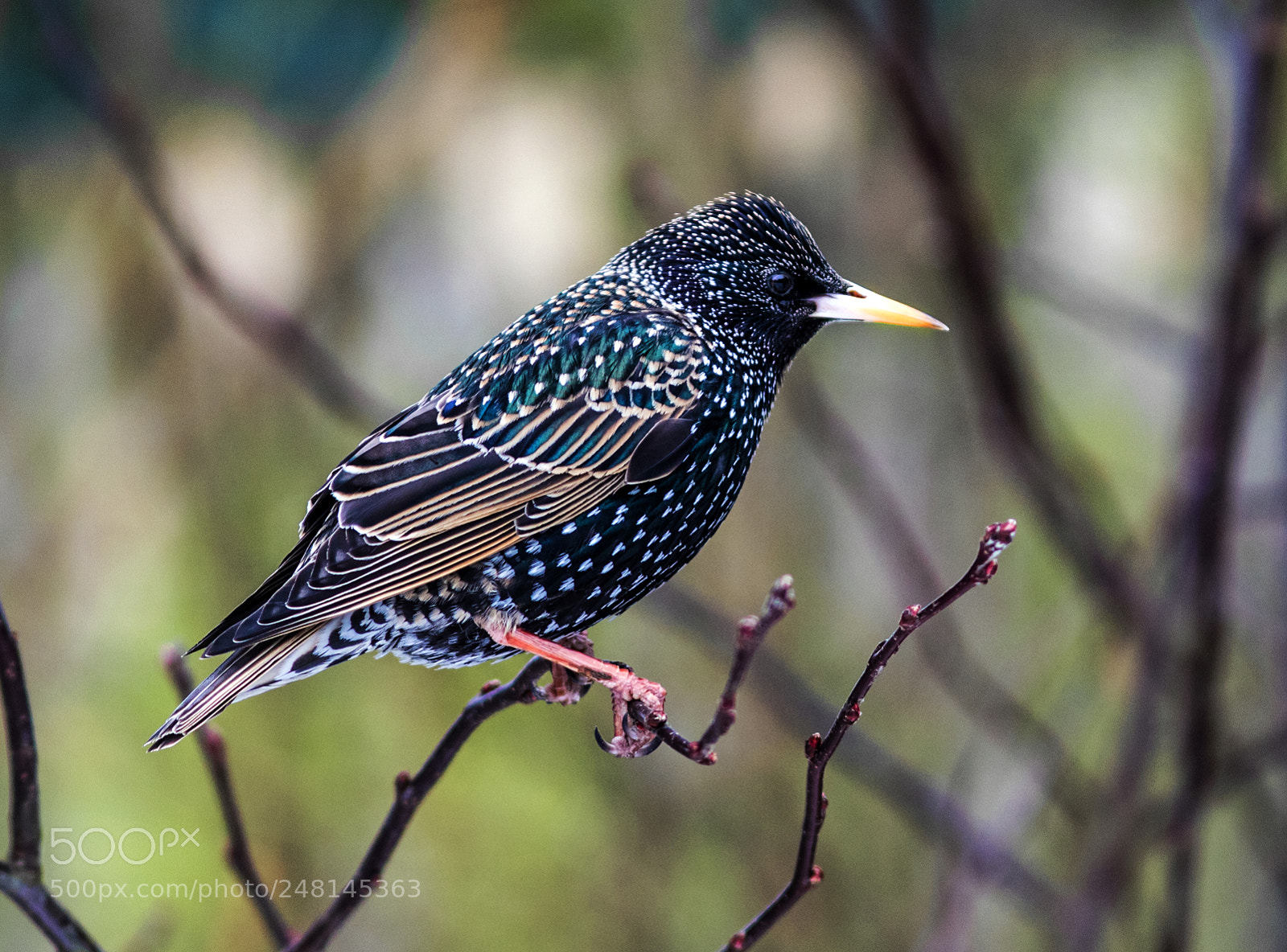 Canon EOS 7D Mark II sample photo. The adaptable starling photography