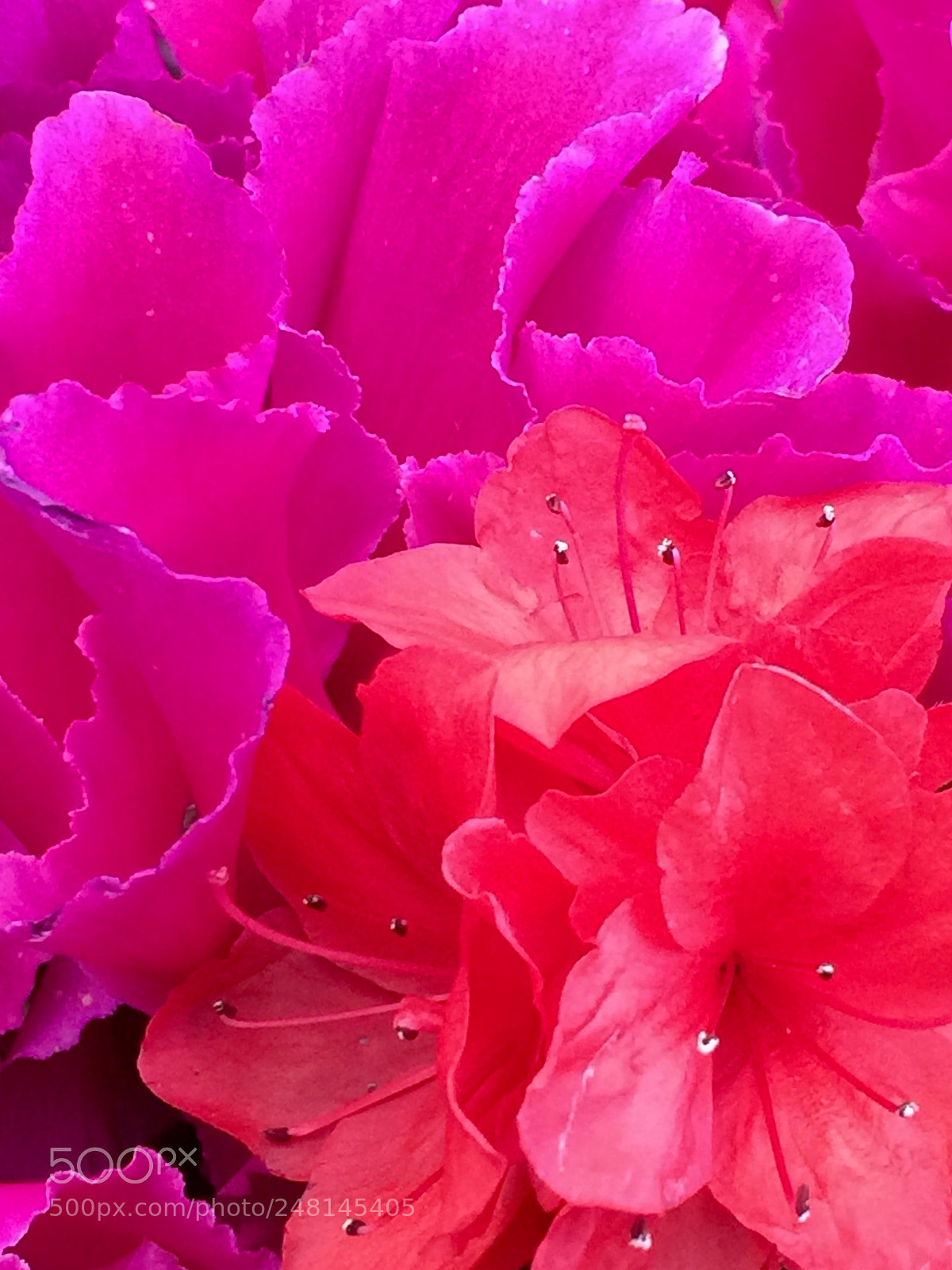 Apple iPhone 6 Plus sample photo. Cohabitation photography
