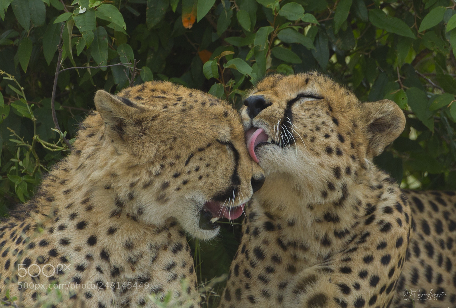 Canon EOS-1D X sample photo. Brotherly love photography