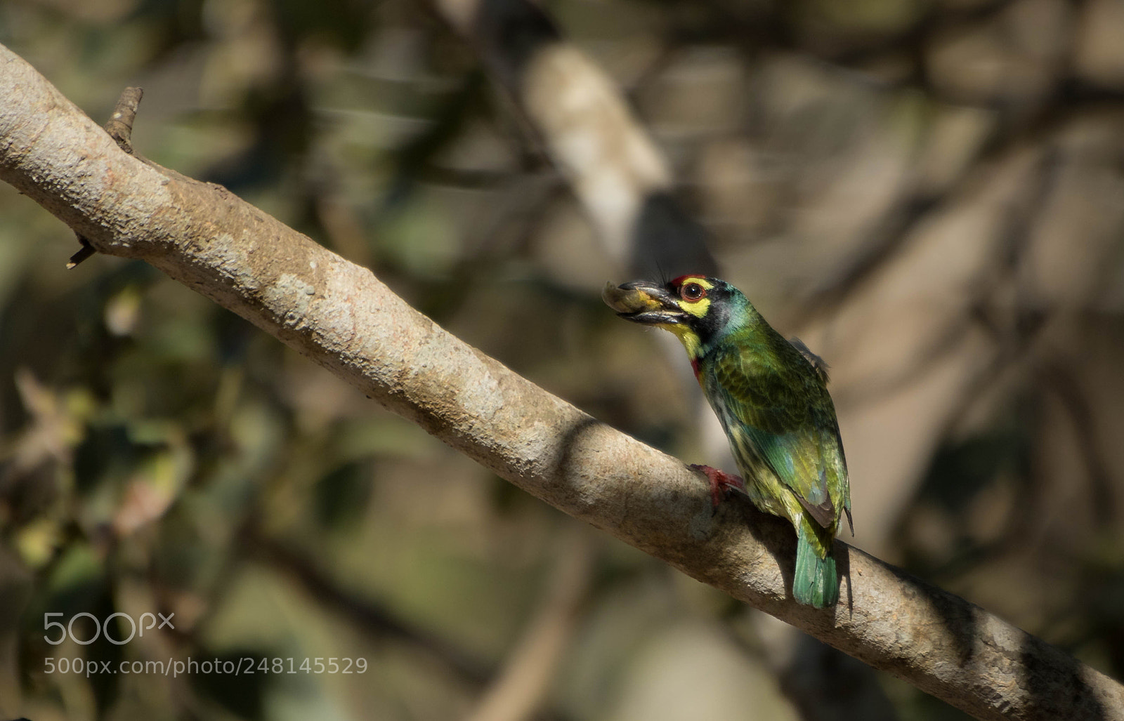 Canon EOS 7D Mark II sample photo. Copper-smith barbet photography