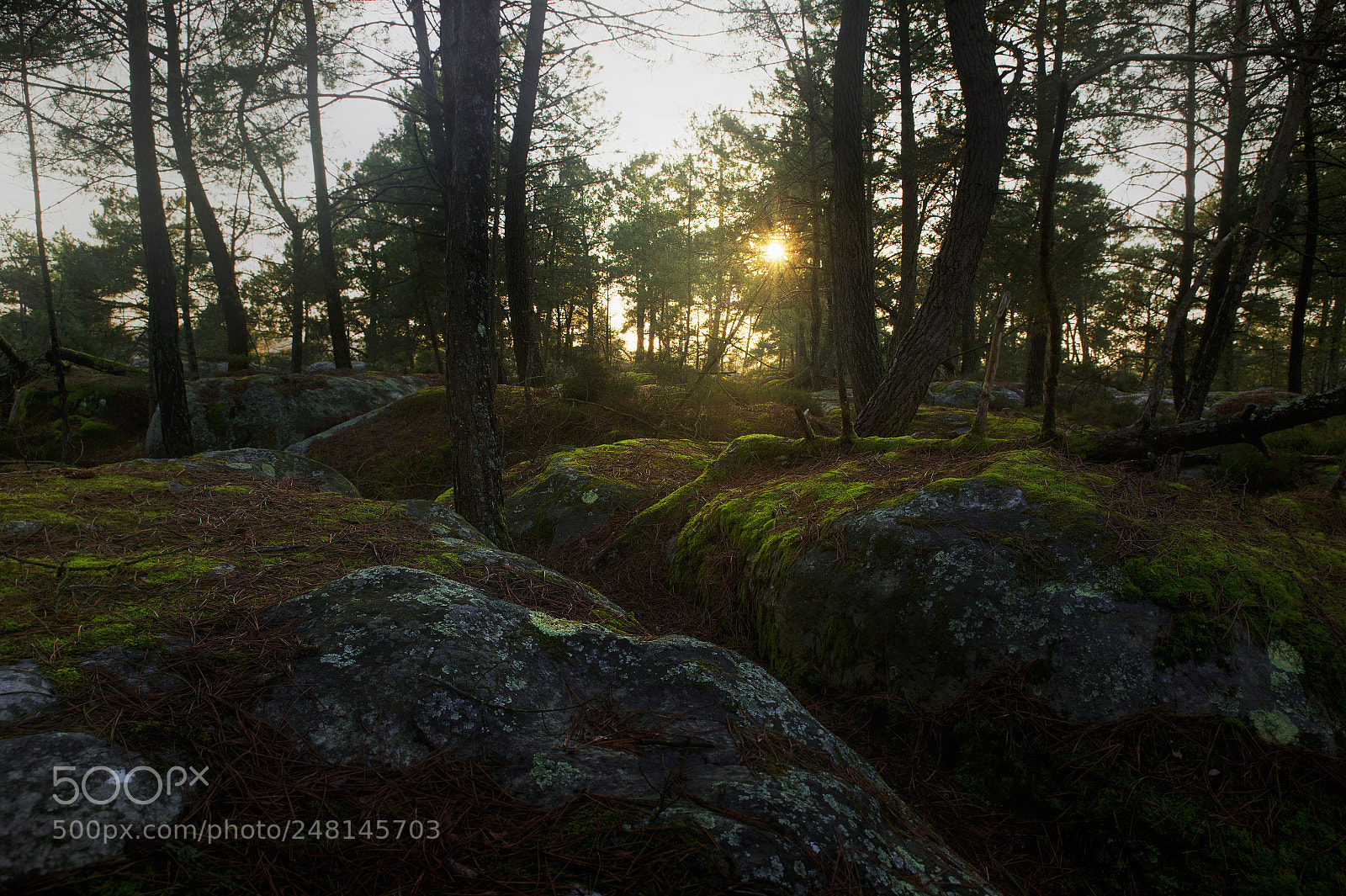 Nikon Df sample photo. Fontainebleau - iii photography