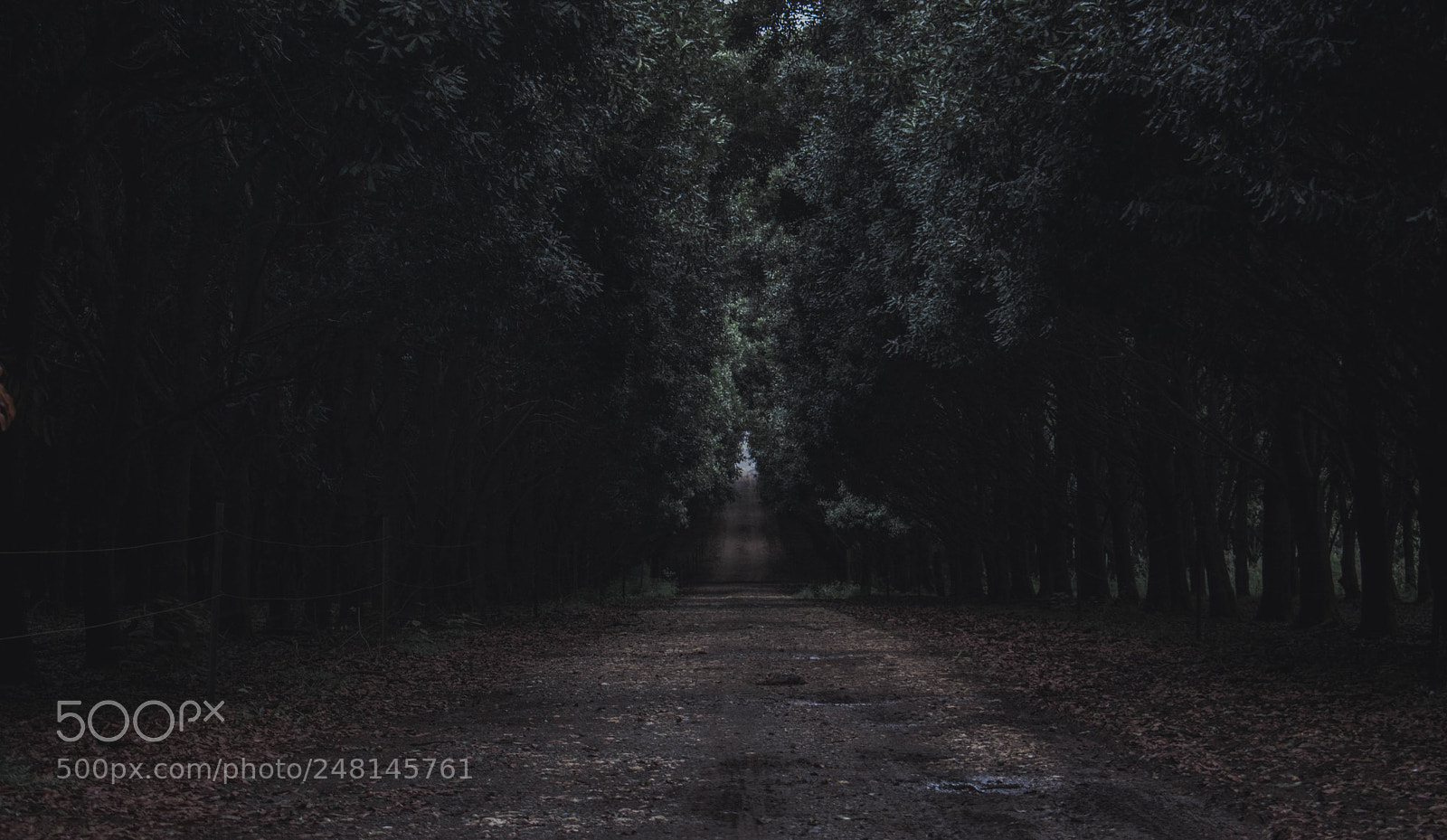Nikon D5600 sample photo. Hidden roads photography