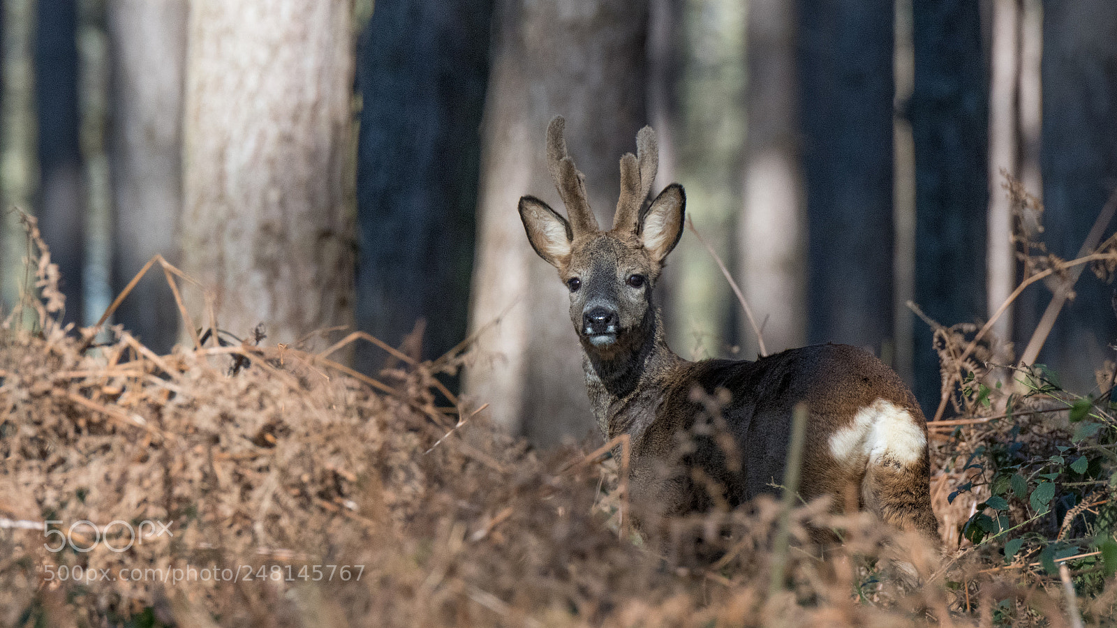 Nikon D850 sample photo. Chevreuil europ en european photography
