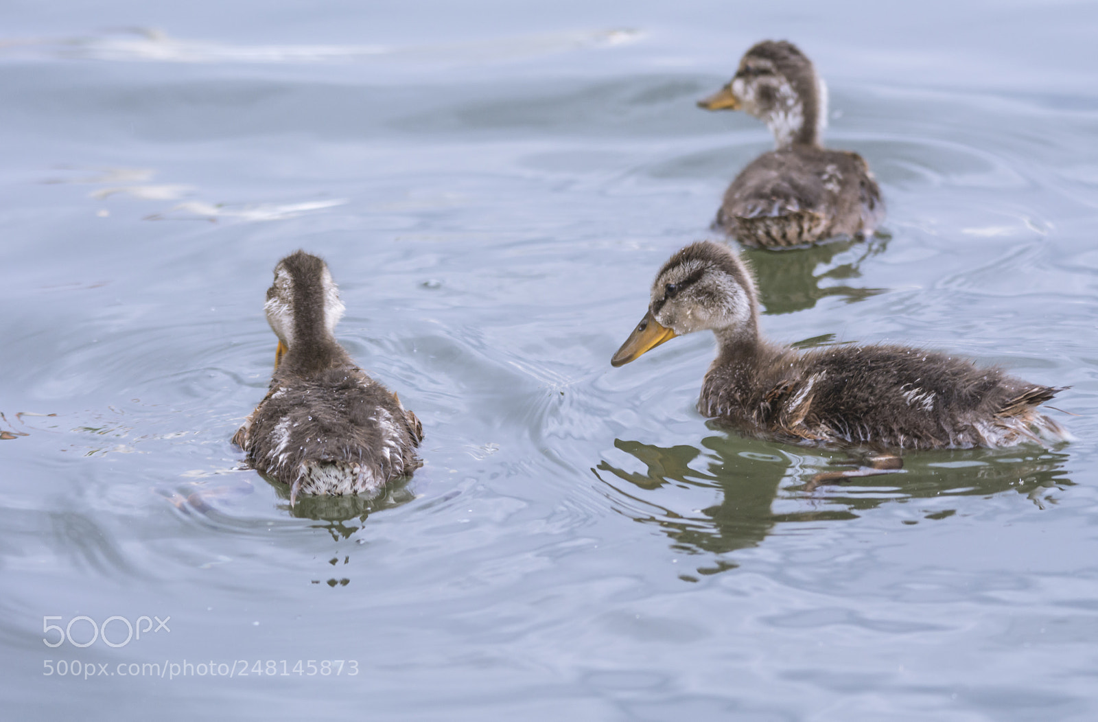Nikon D7100 sample photo. Duck photography