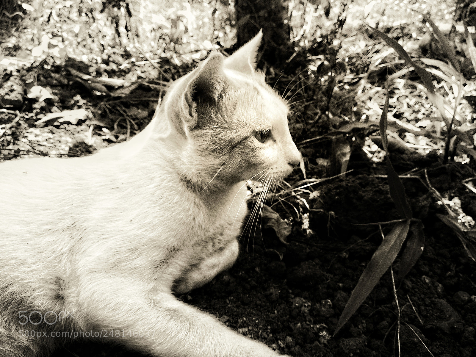 Xiaomi Mi A1 sample photo. Cat photography