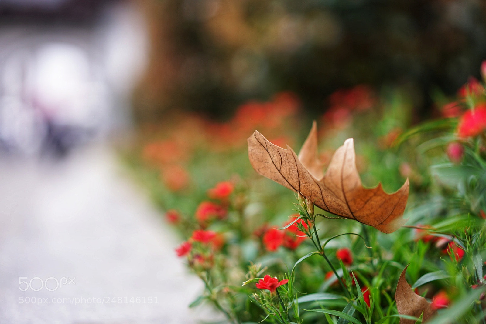 Sony a7R II sample photo. Untitled photography