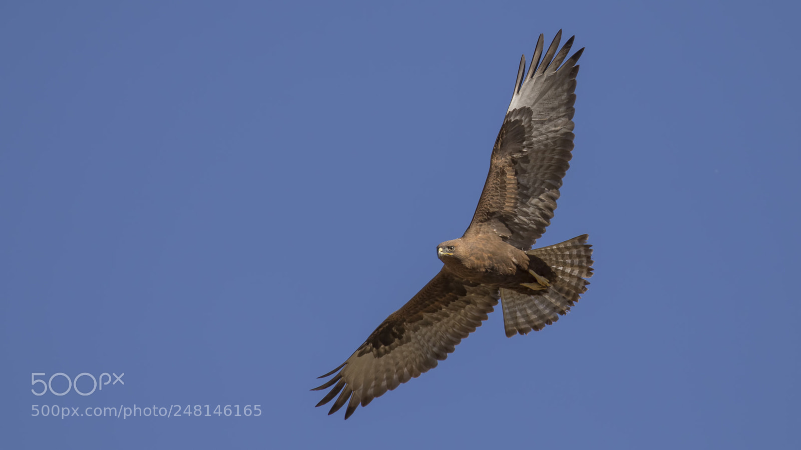 Canon EOS 7D Mark II sample photo. Long-legged buzzard photography