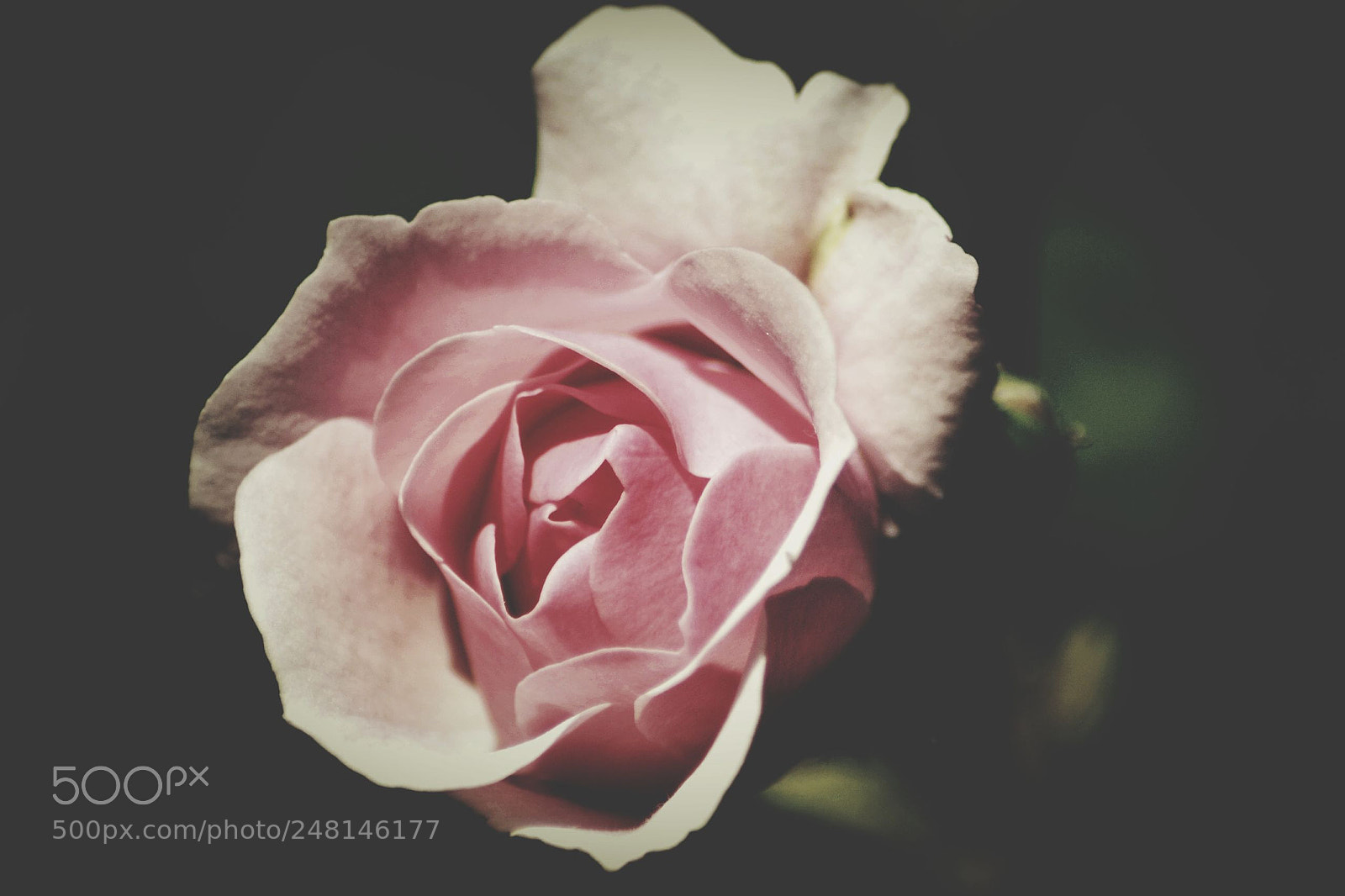 Nikon D3100 sample photo. Untitled photography