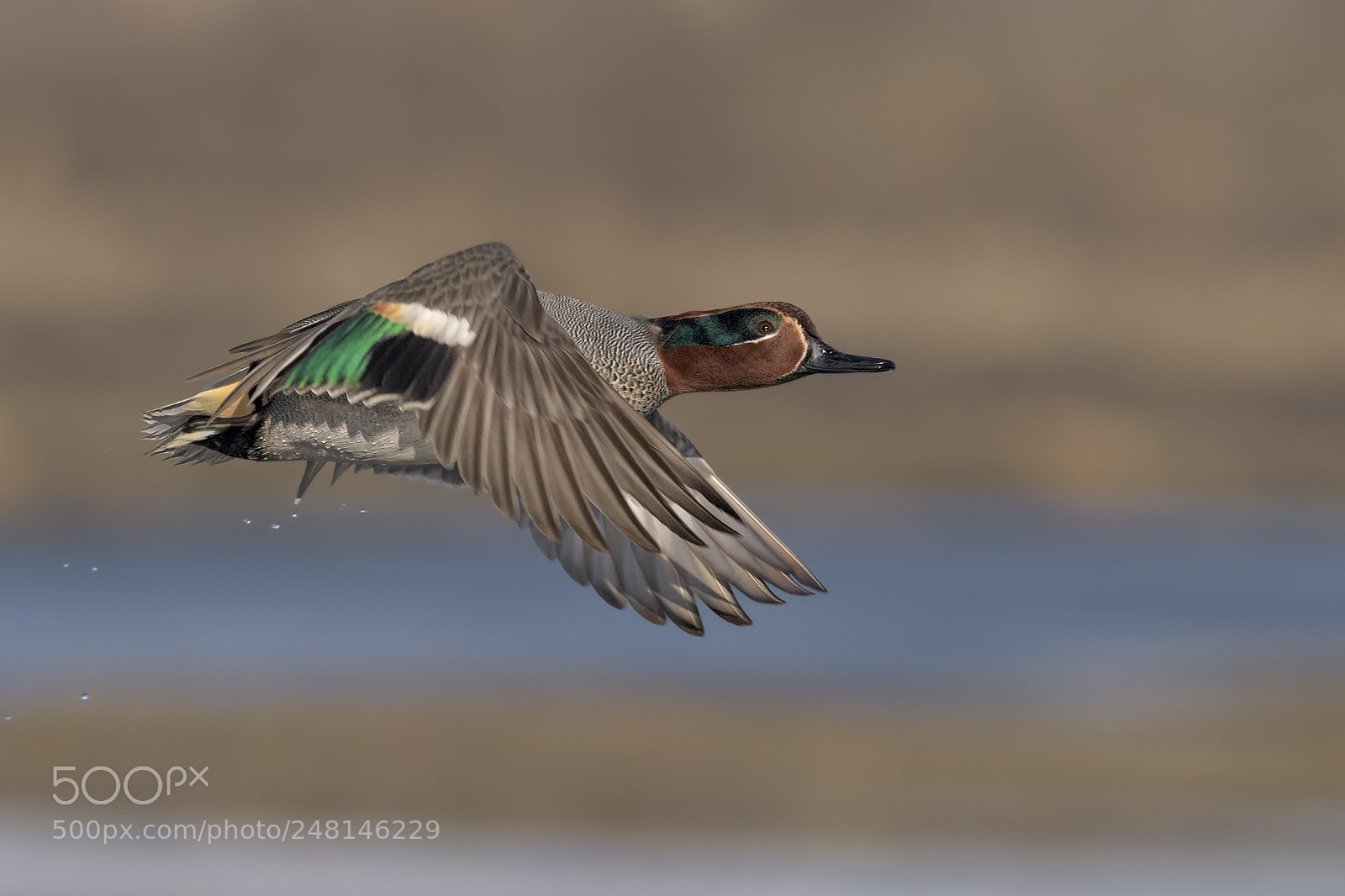 Nikon D810 sample photo. Eurasian teal photography